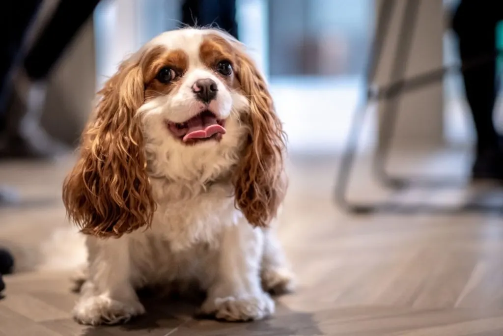 lovely Cavalier King Charles spaniel looking around