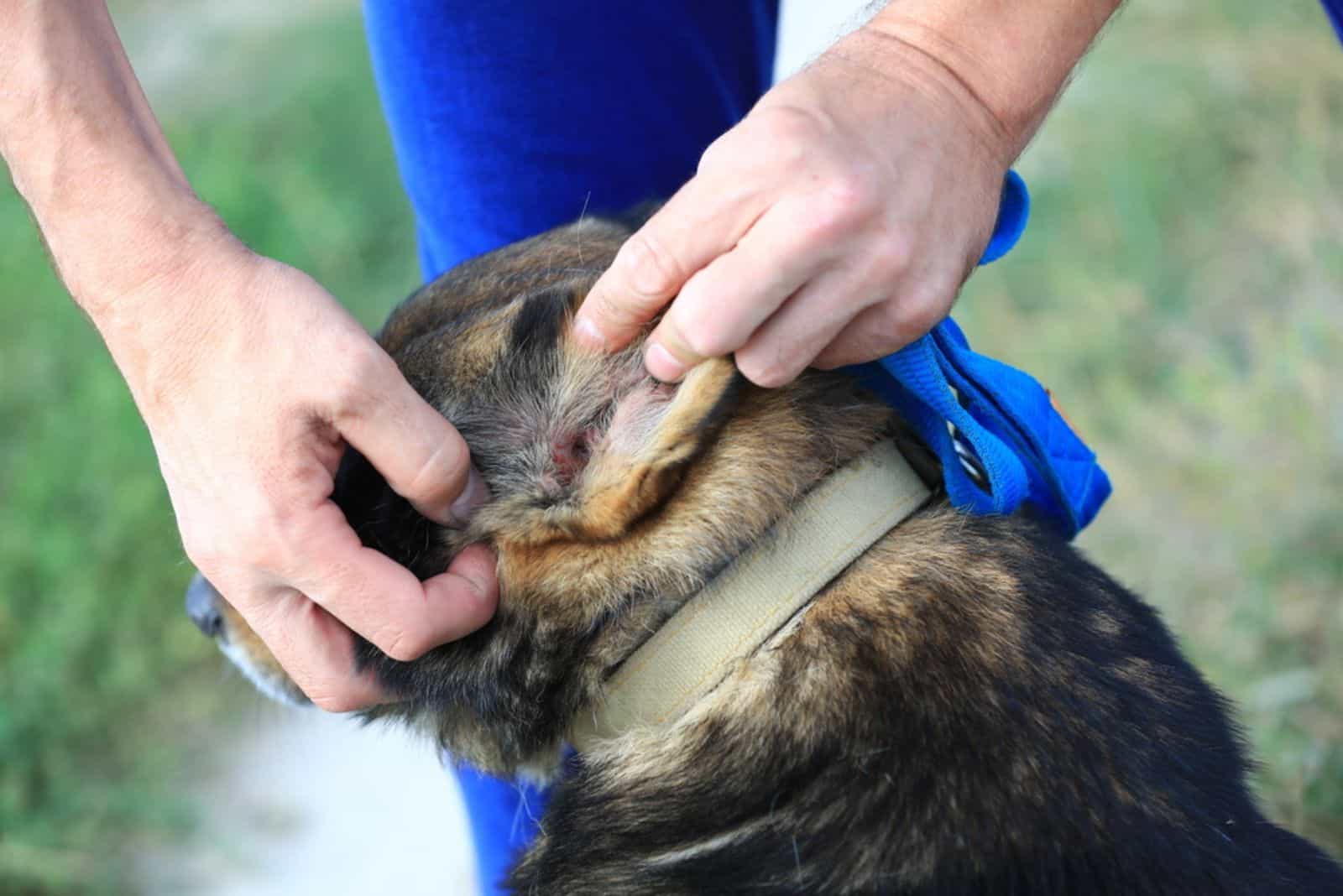 man demonstrates ear sick dog with ear mites