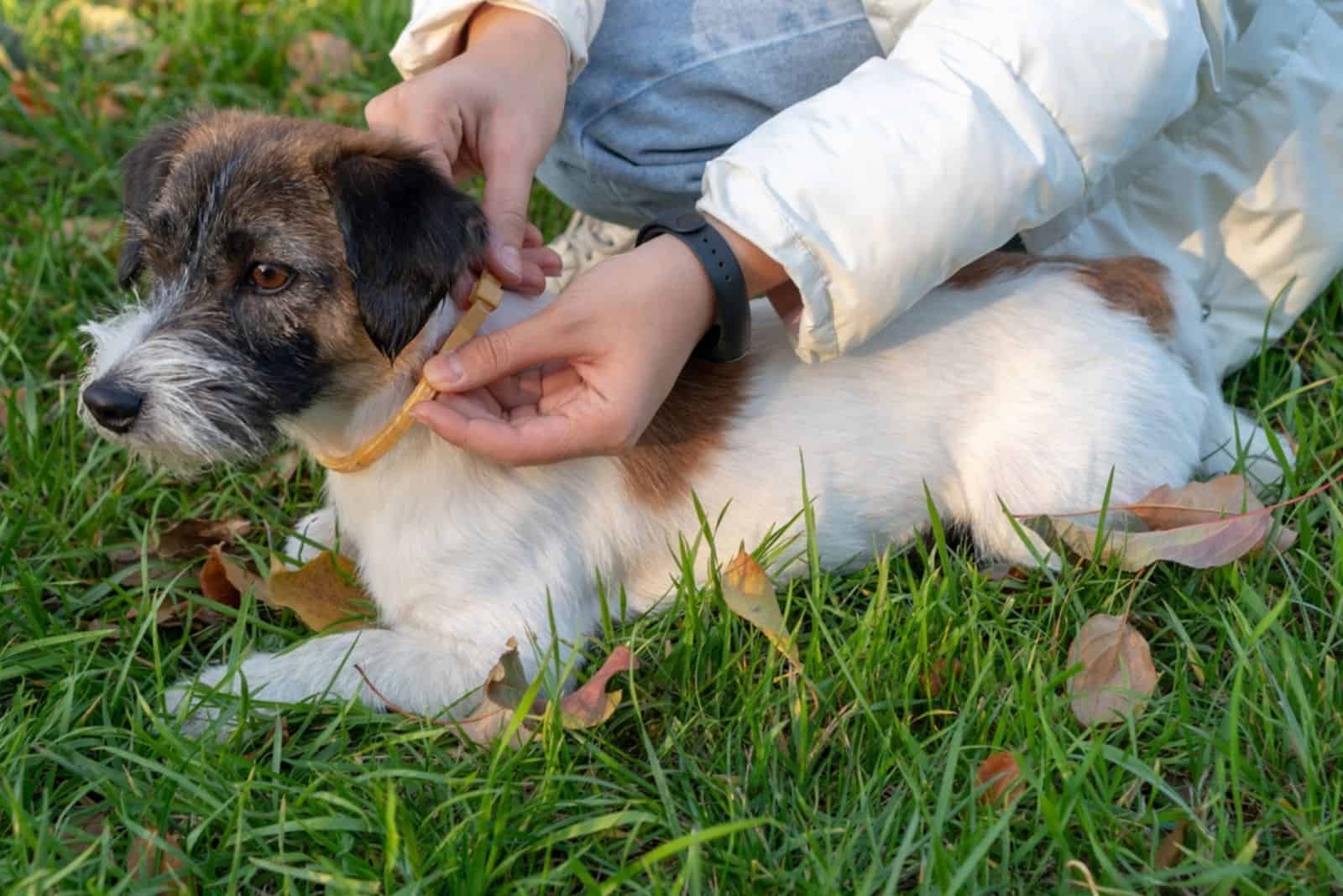 man putting special collar to protect dog from ticks