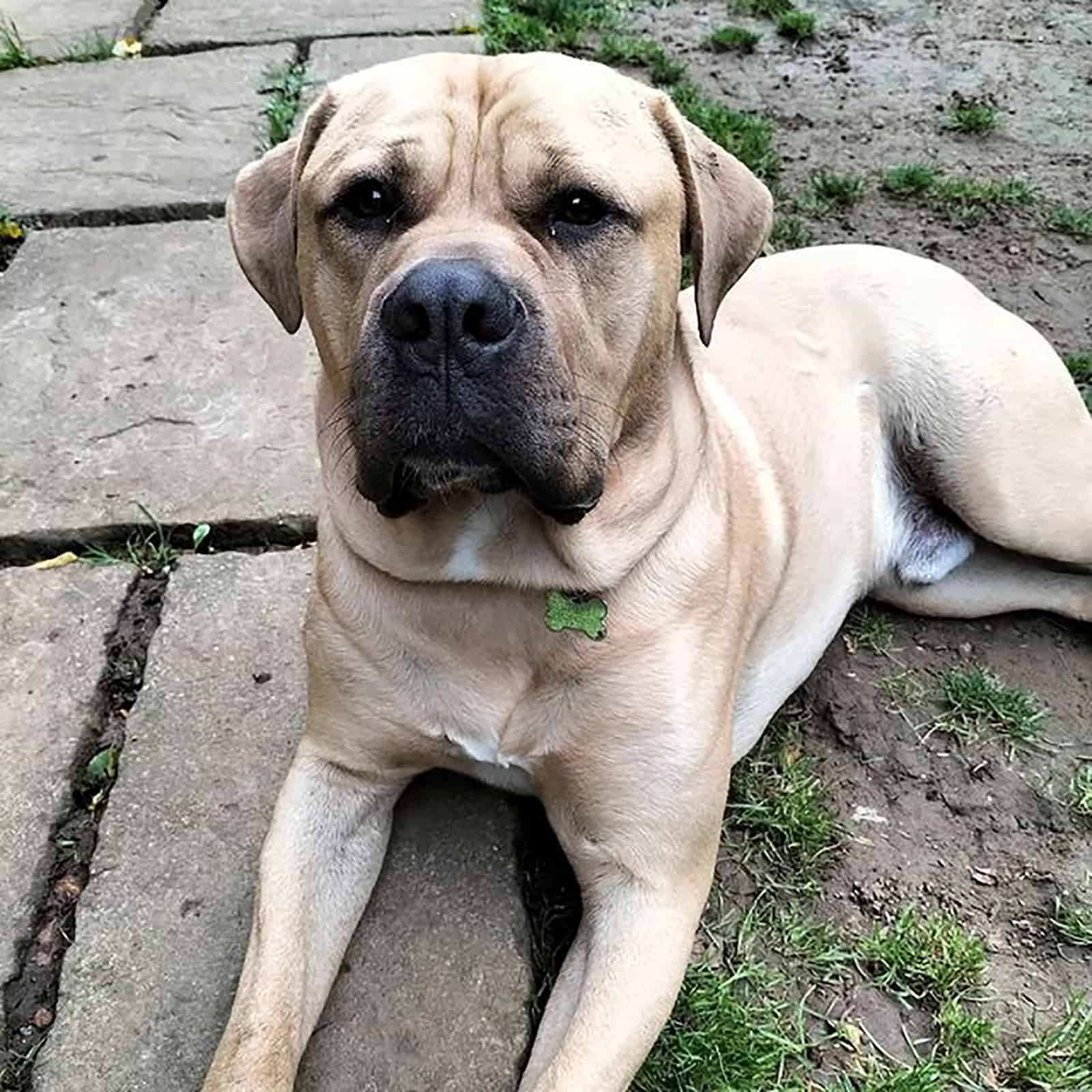 mastweiler lying in the garden