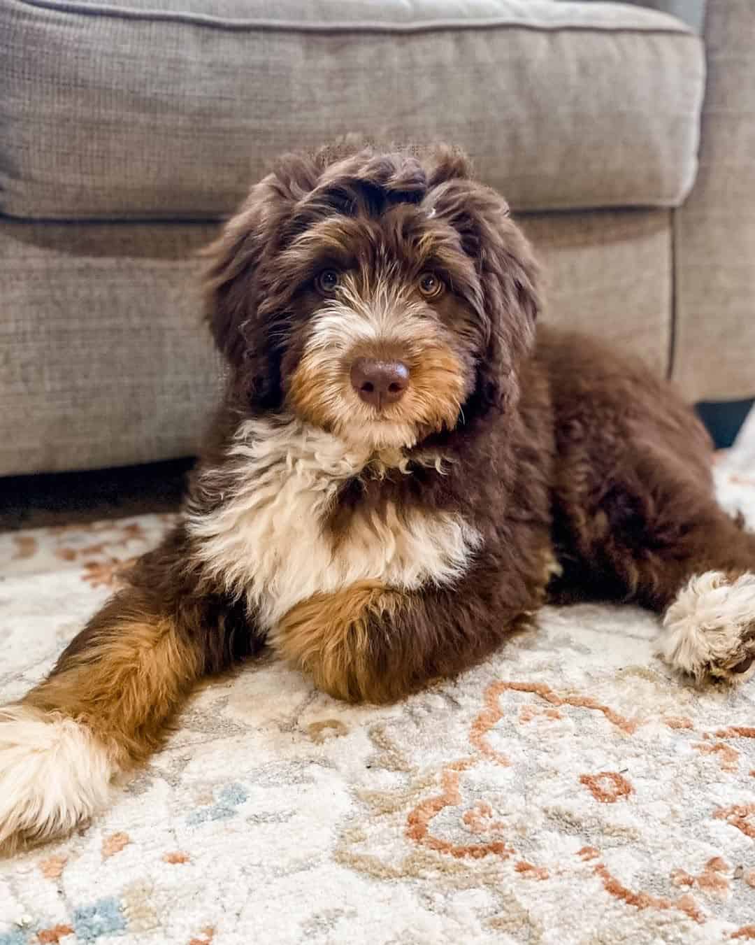 mini aussiedoodle on the floor at home