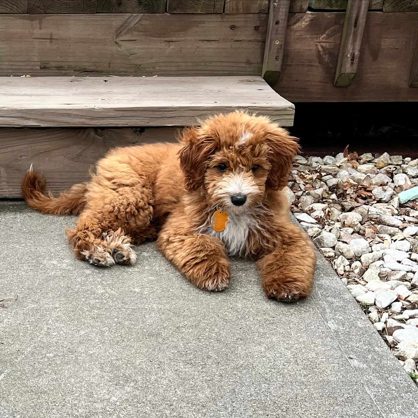 mini aussiedoodle outdoor