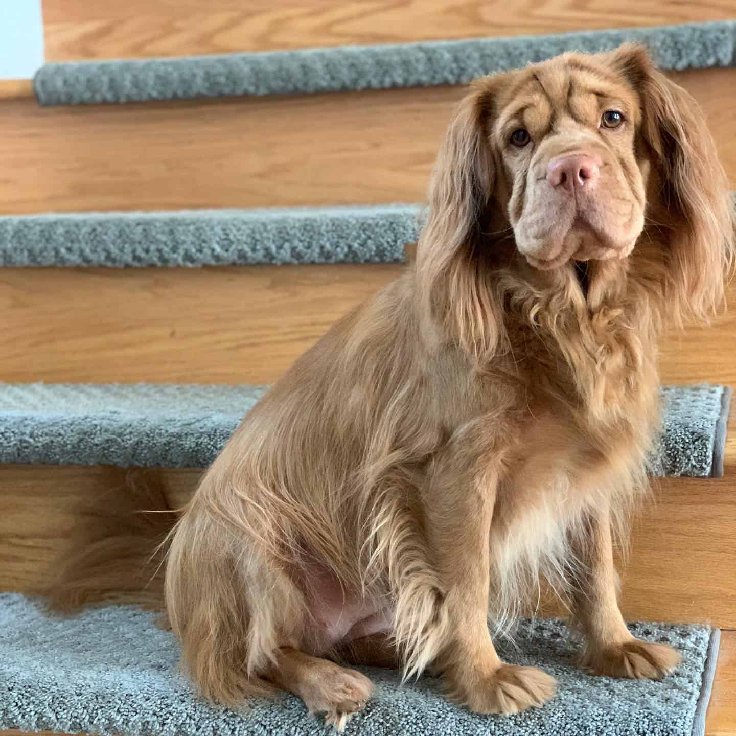mini hippo dog sitting on the stairs