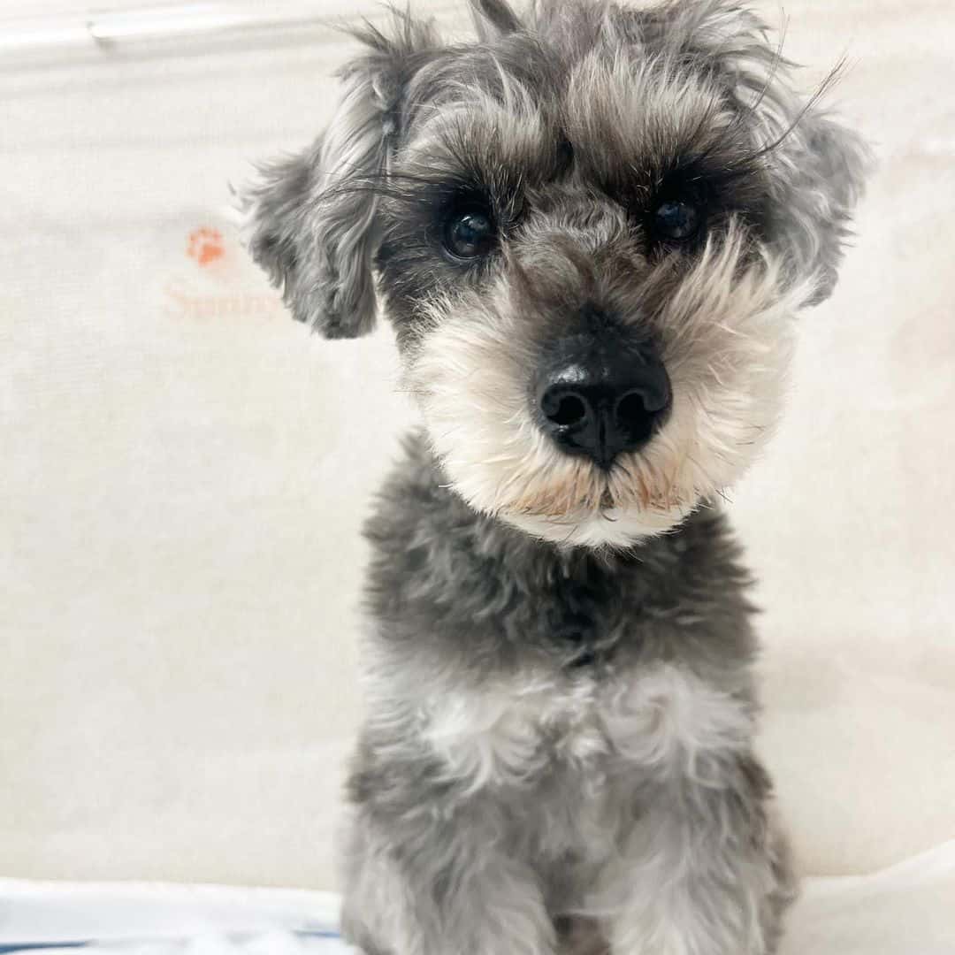 miniature schnauzer