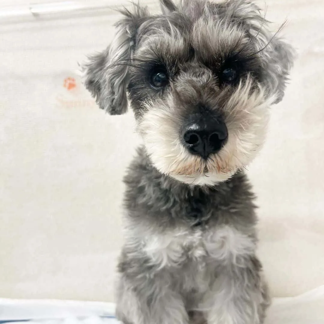 miniature schnauzer