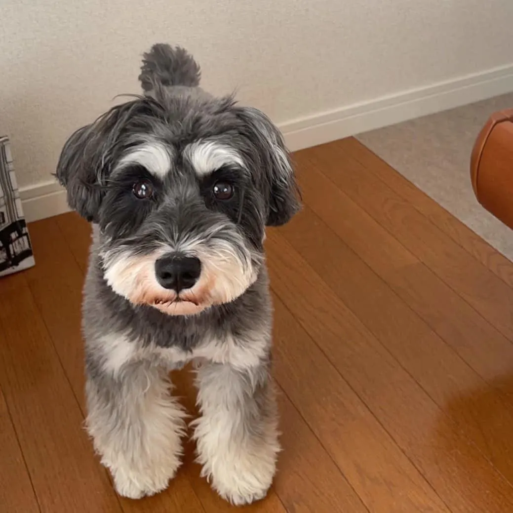 are carrots good for a miniature schnauzer