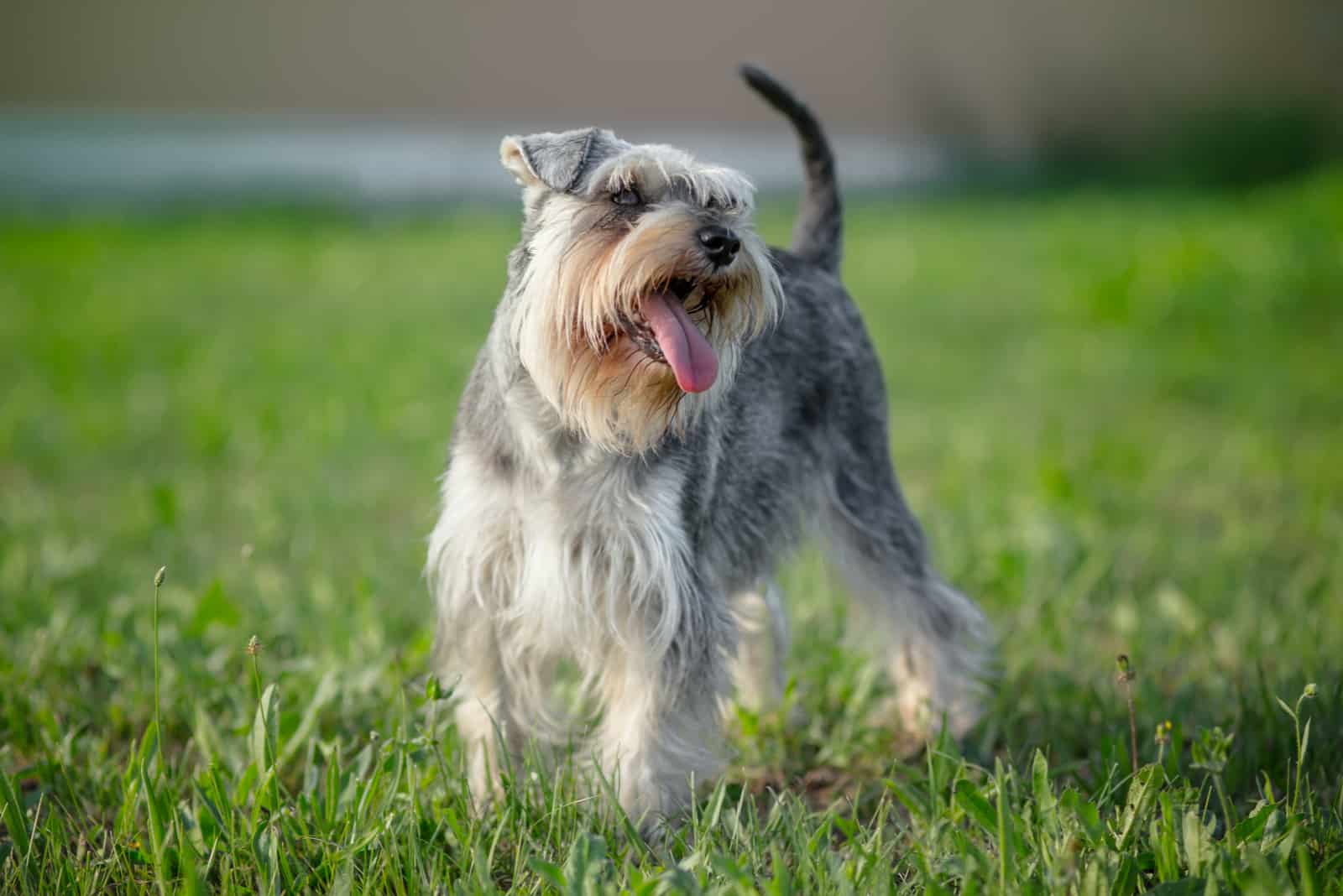 miniature schnauzer dog outdoor