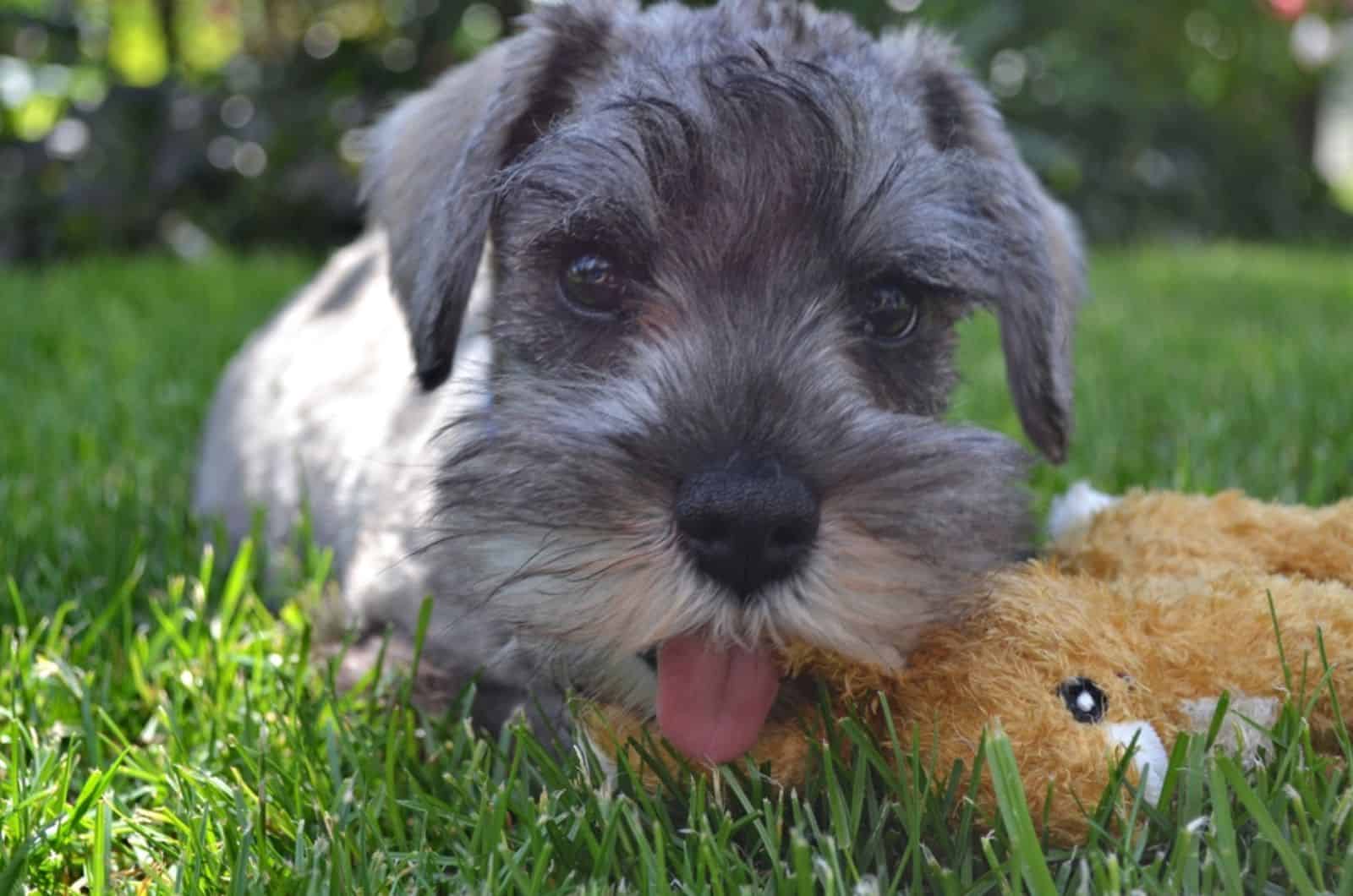 miniature schnauzer puppy playing with a toy in the garden