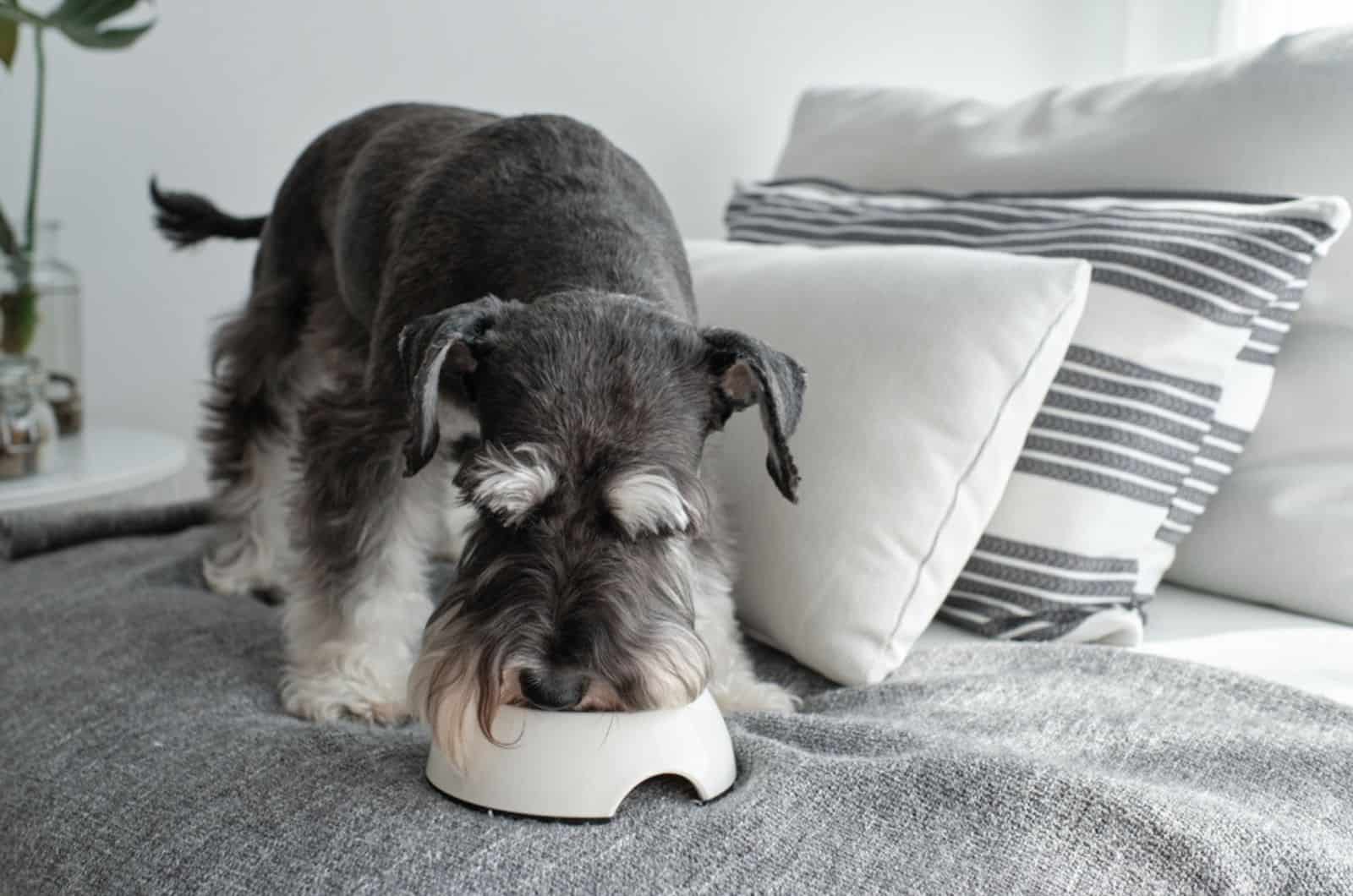 miniature schnauzer standing on sofa and eating from a bowl