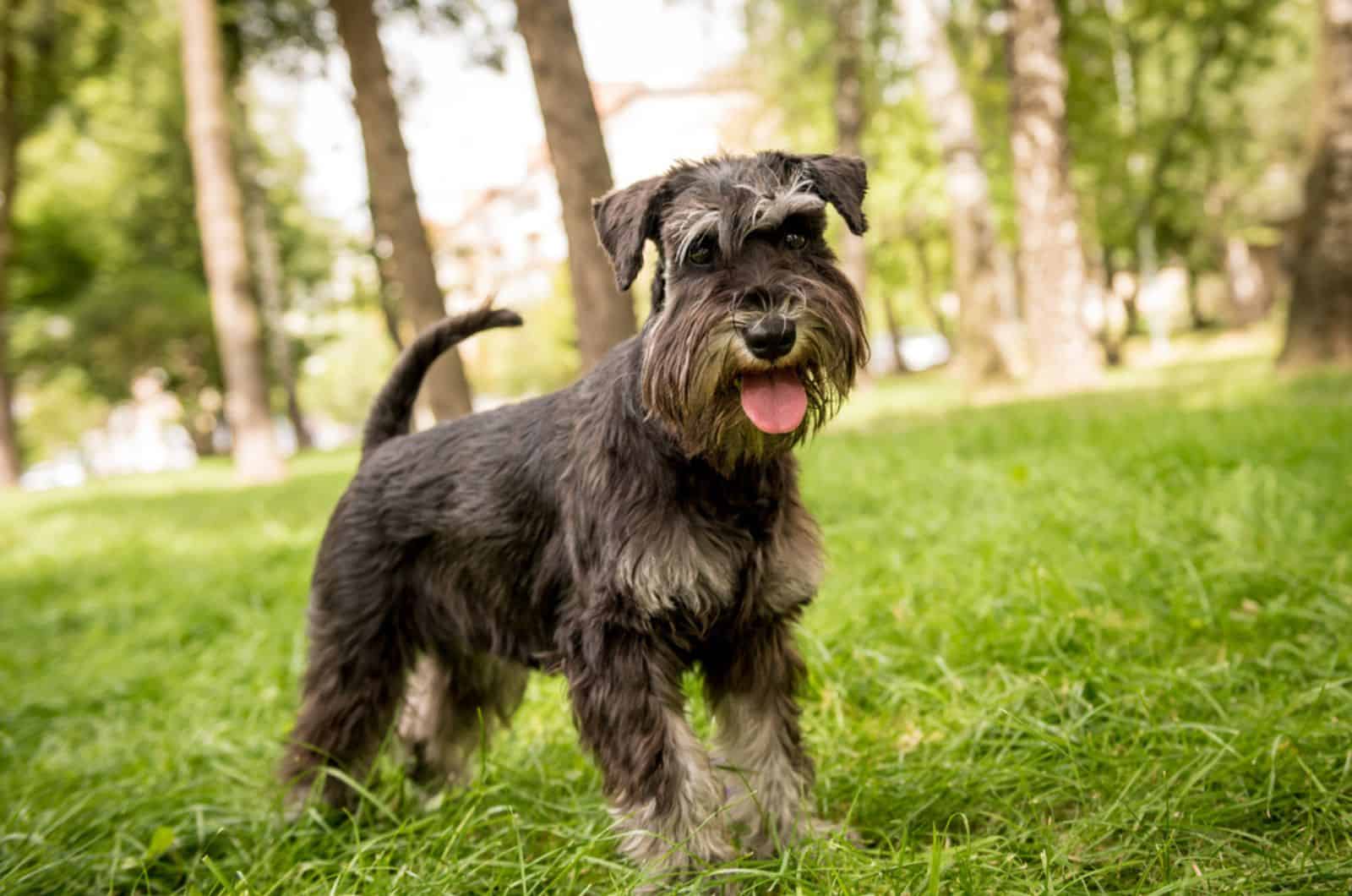 when does a mini schnauzer stop growing