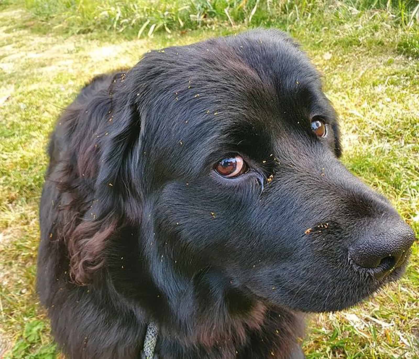 new rottland dog in nature