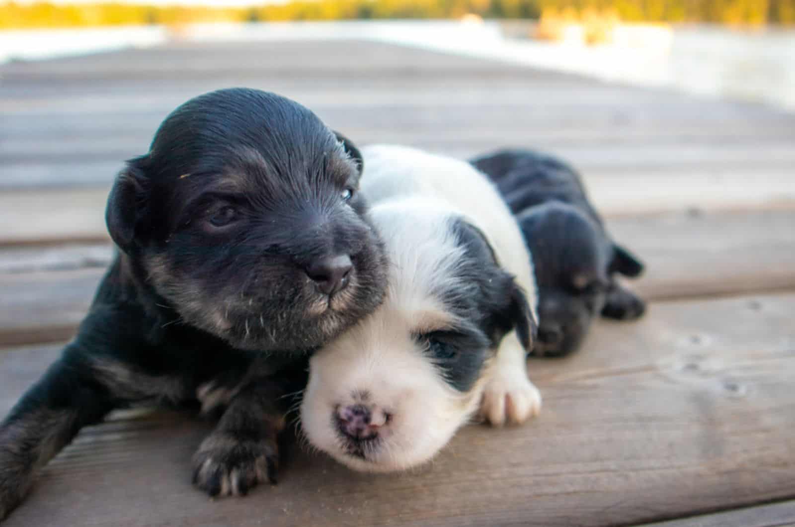 newborn miniature schnauzer puppies sleeping together