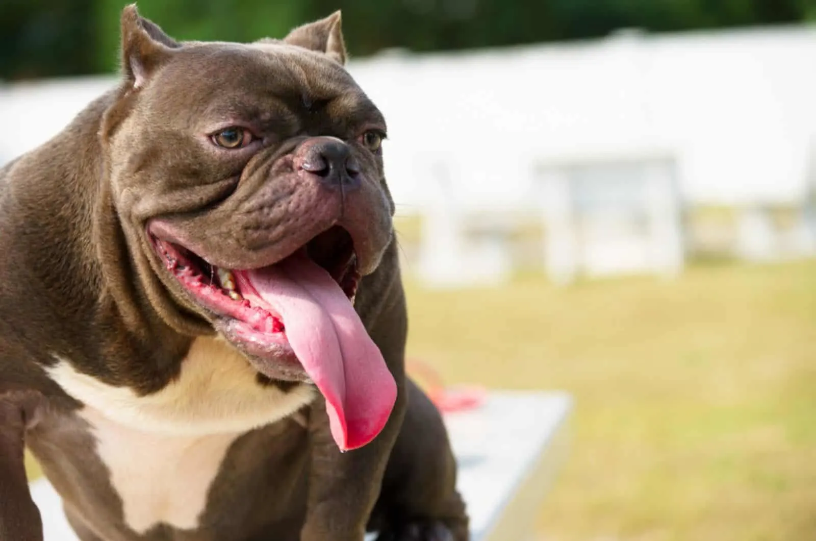 overweight american bully outdoors