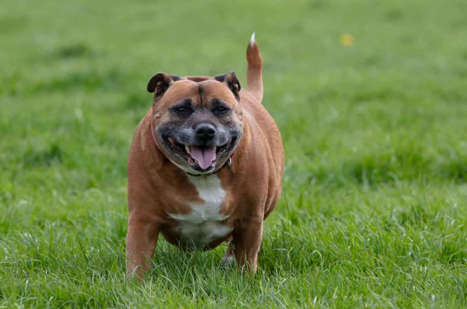 overweight staffordshire bull terrier standing in the park