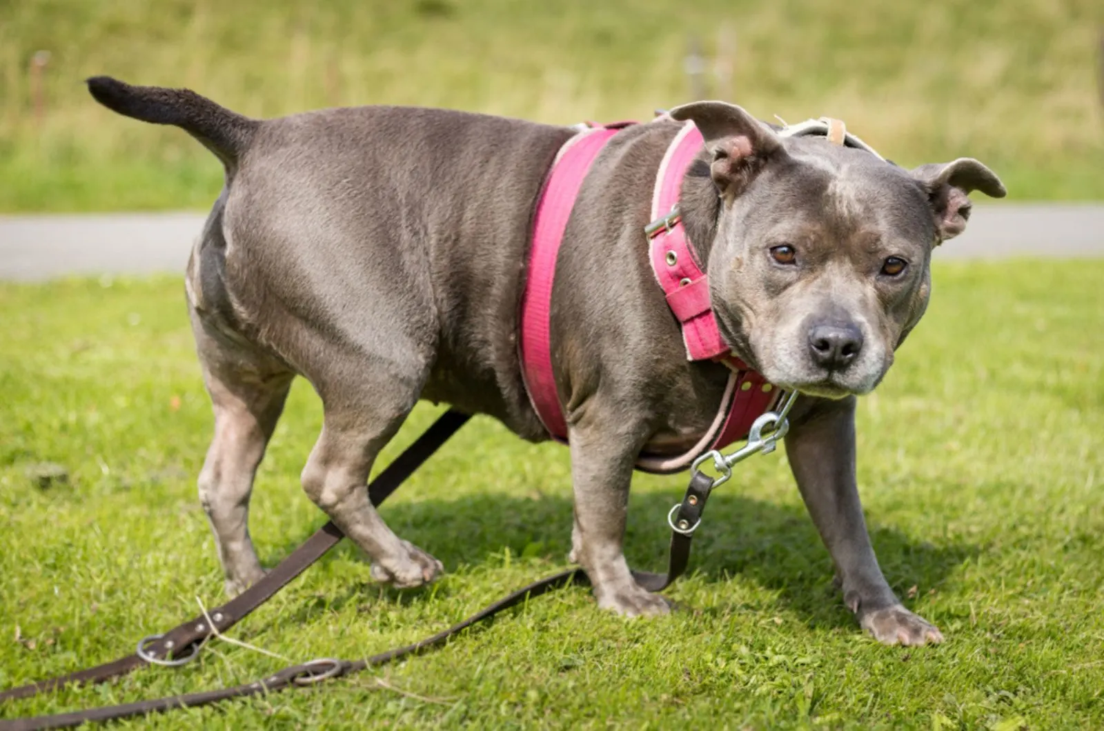 overweight staffordshire terrier on a leash