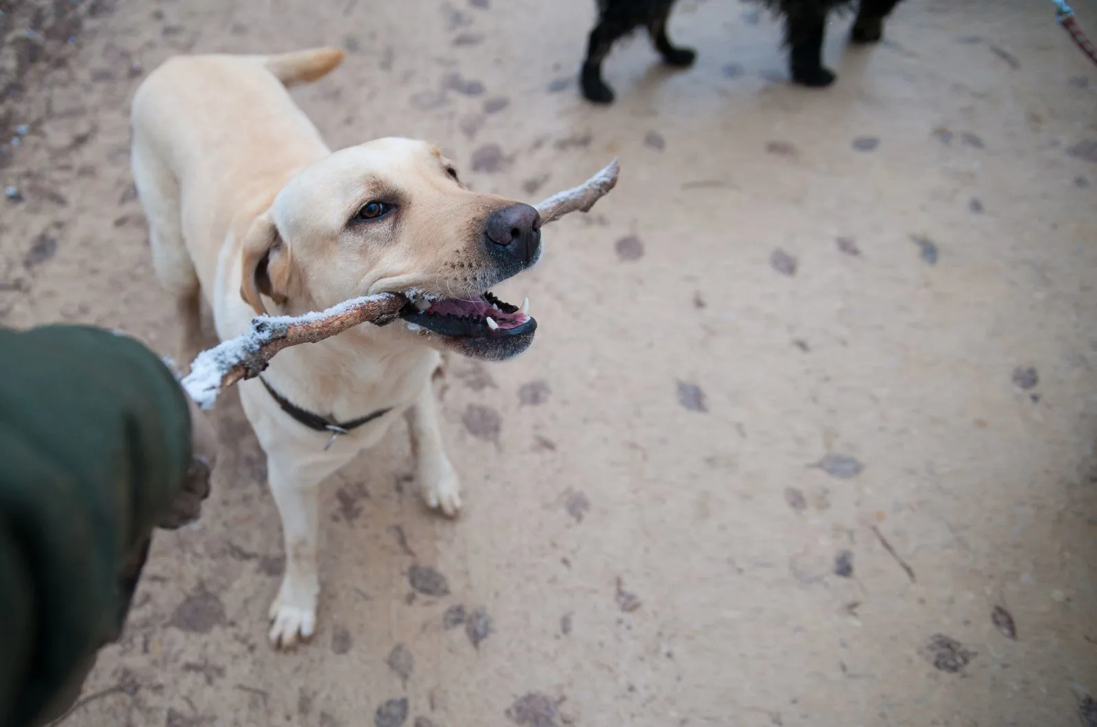 owner and dog holding stick