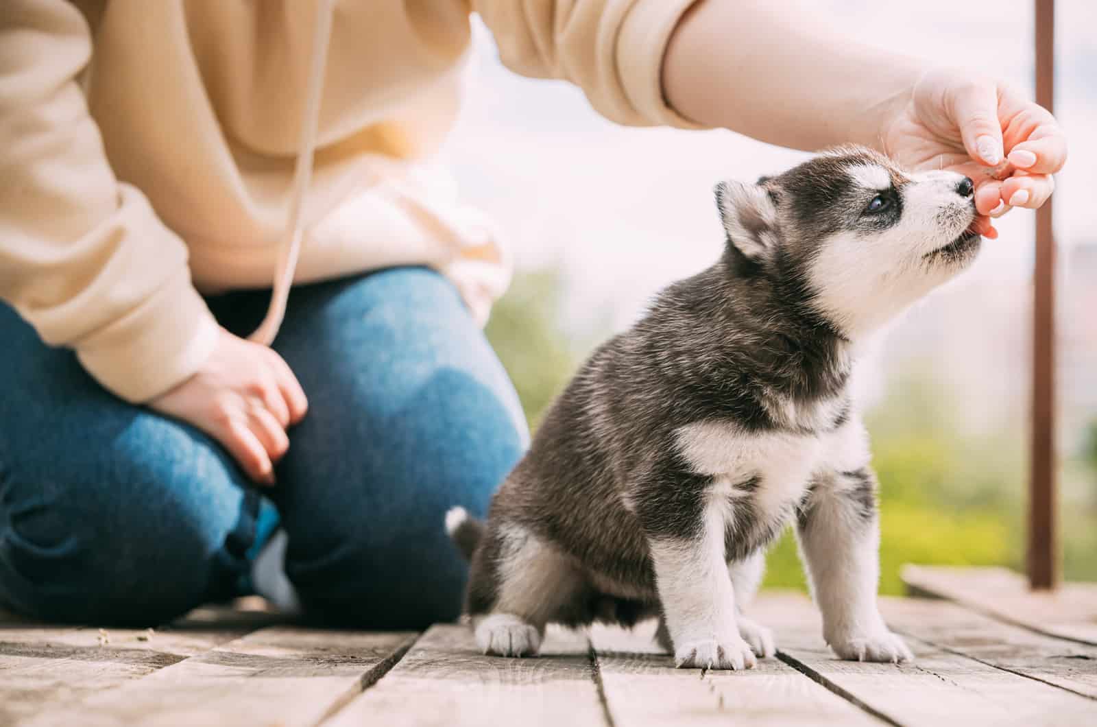 owner feeding their husky puppy