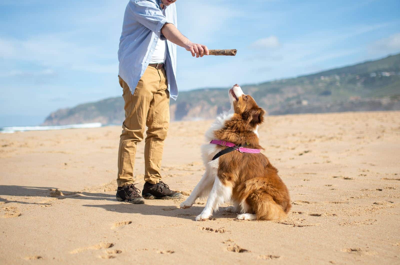 owner playing with his dog