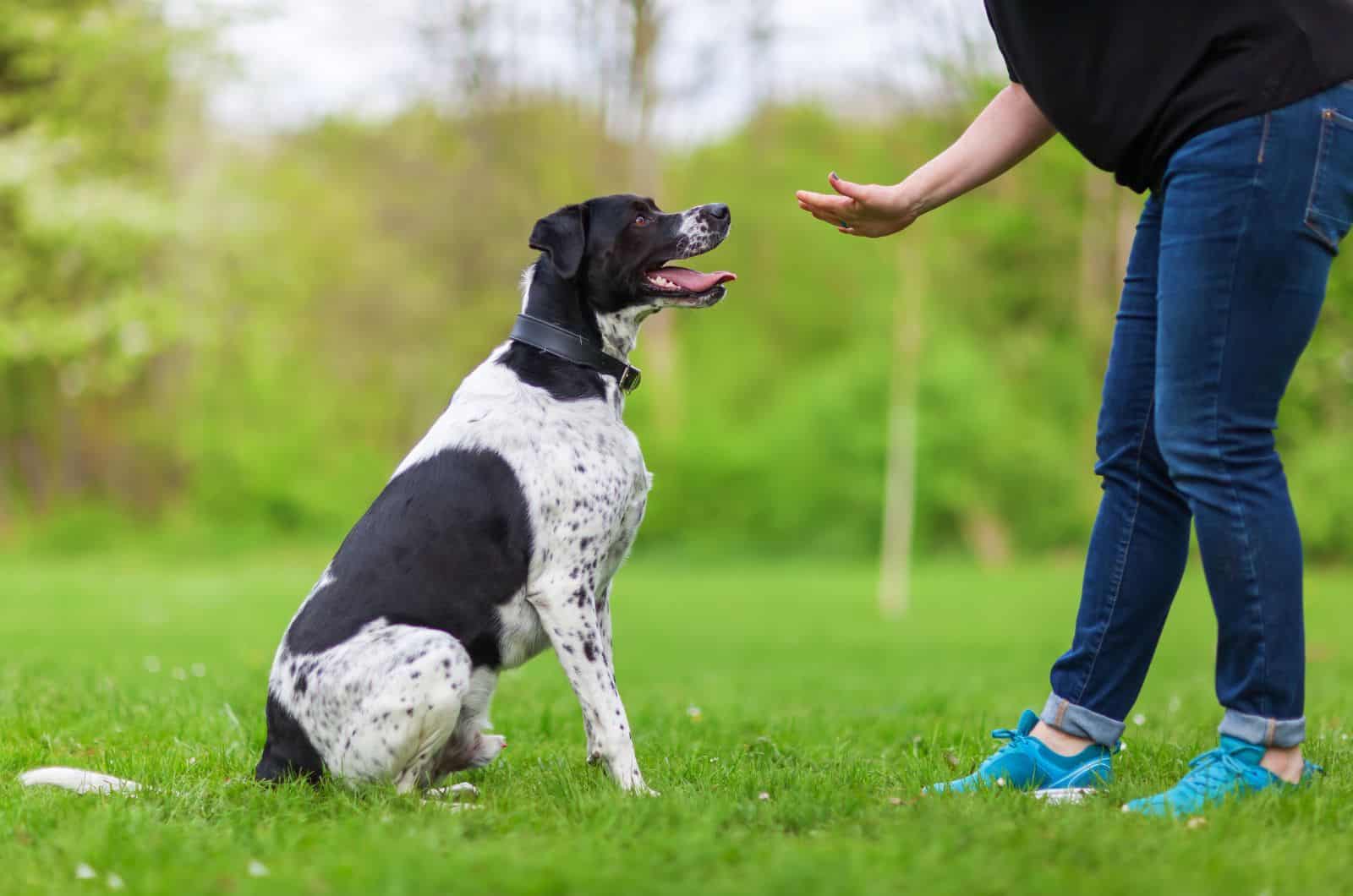 owner training their dog at park