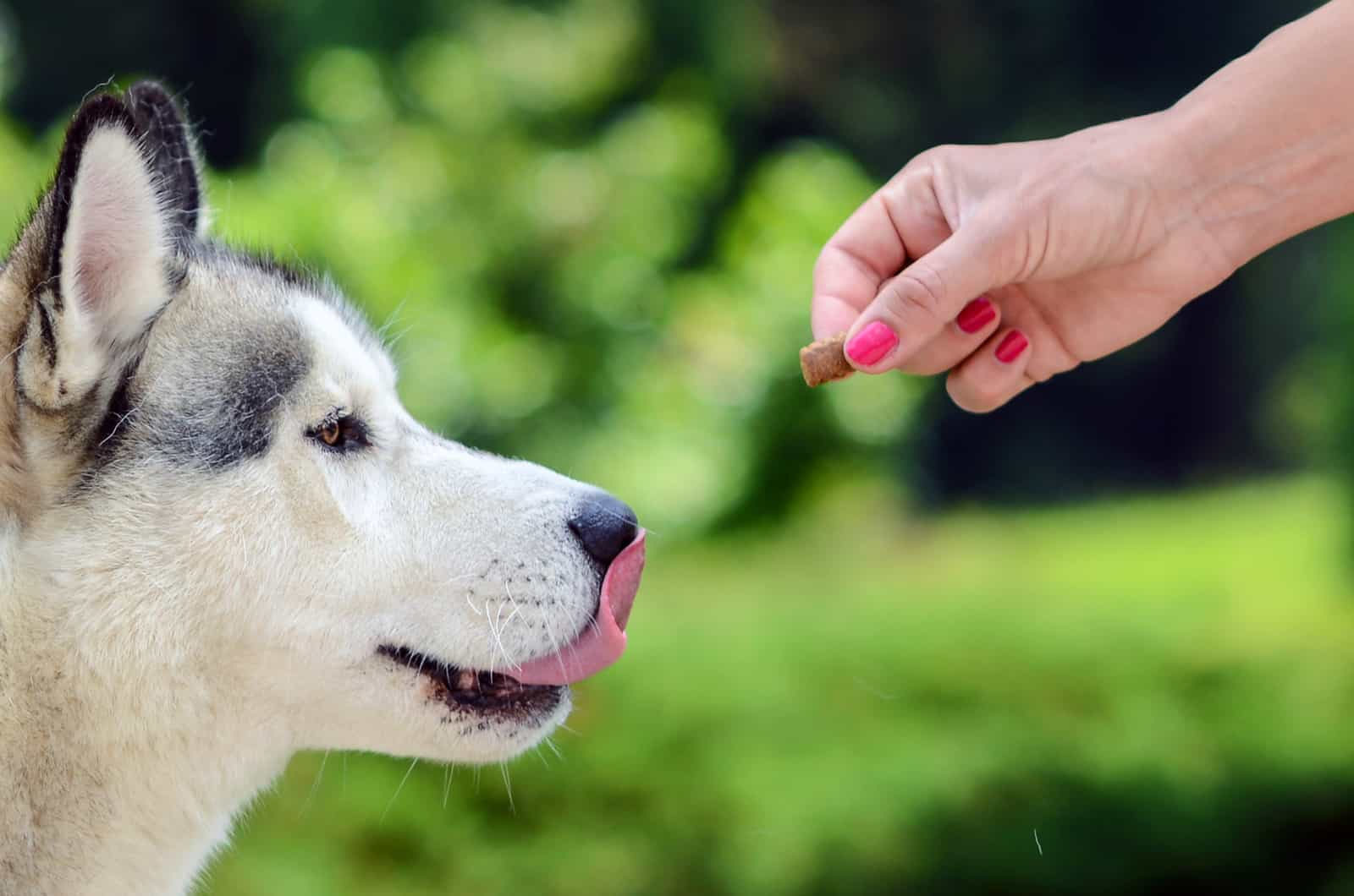 person giving a treat to a husky
