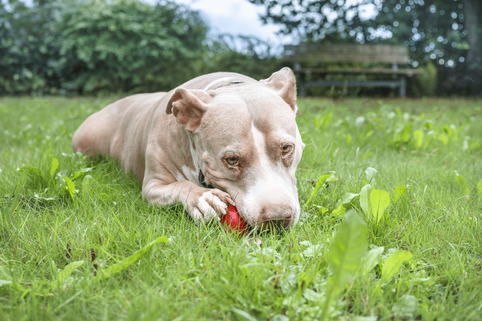 pit bull chews a ball on the grass