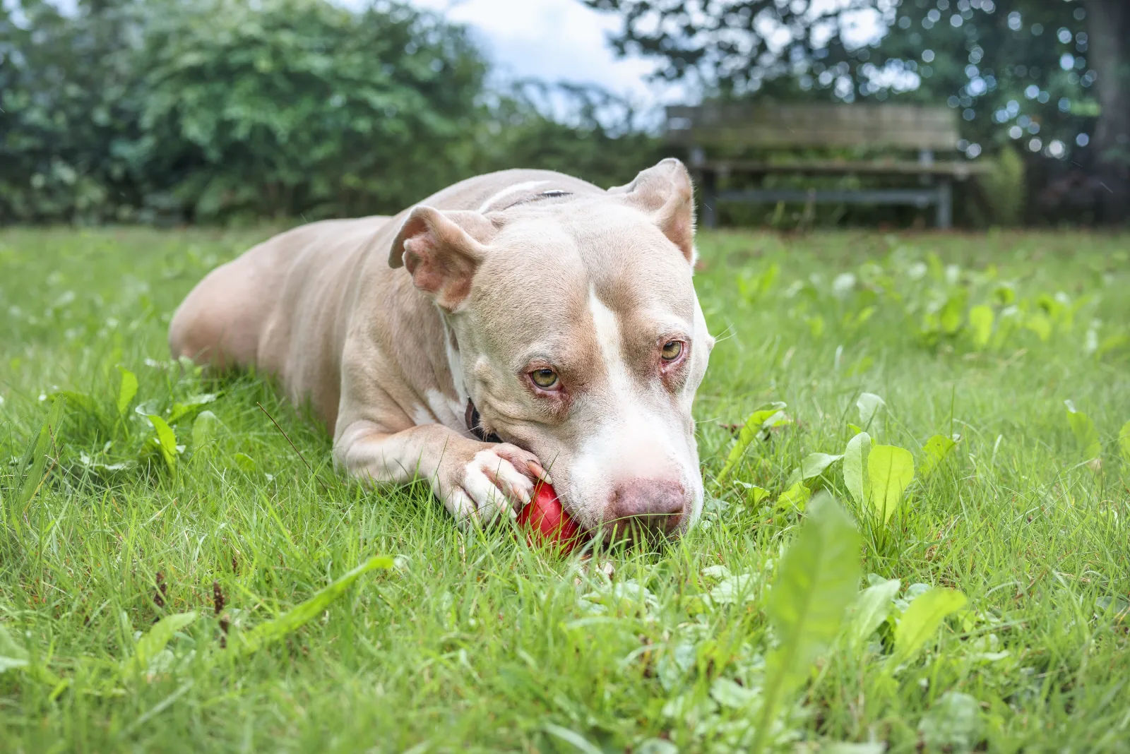 pit bull chews a ball on the grass