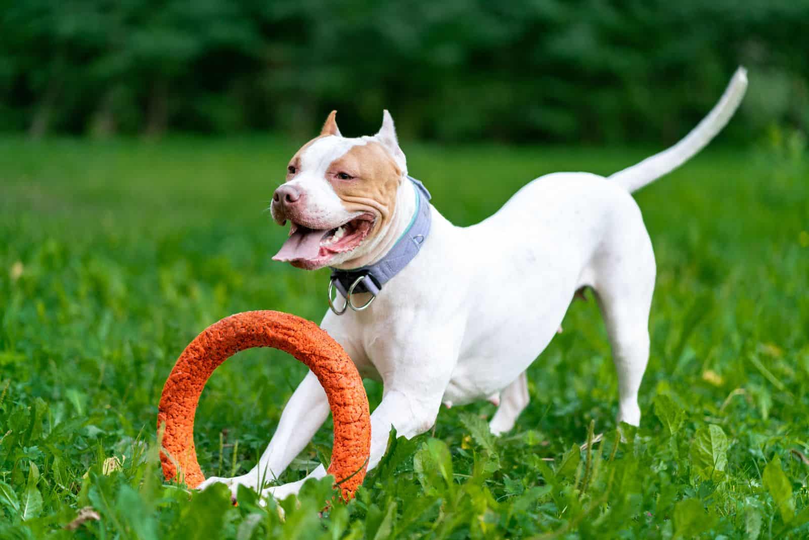 pit bull is playing with a toy on the grass