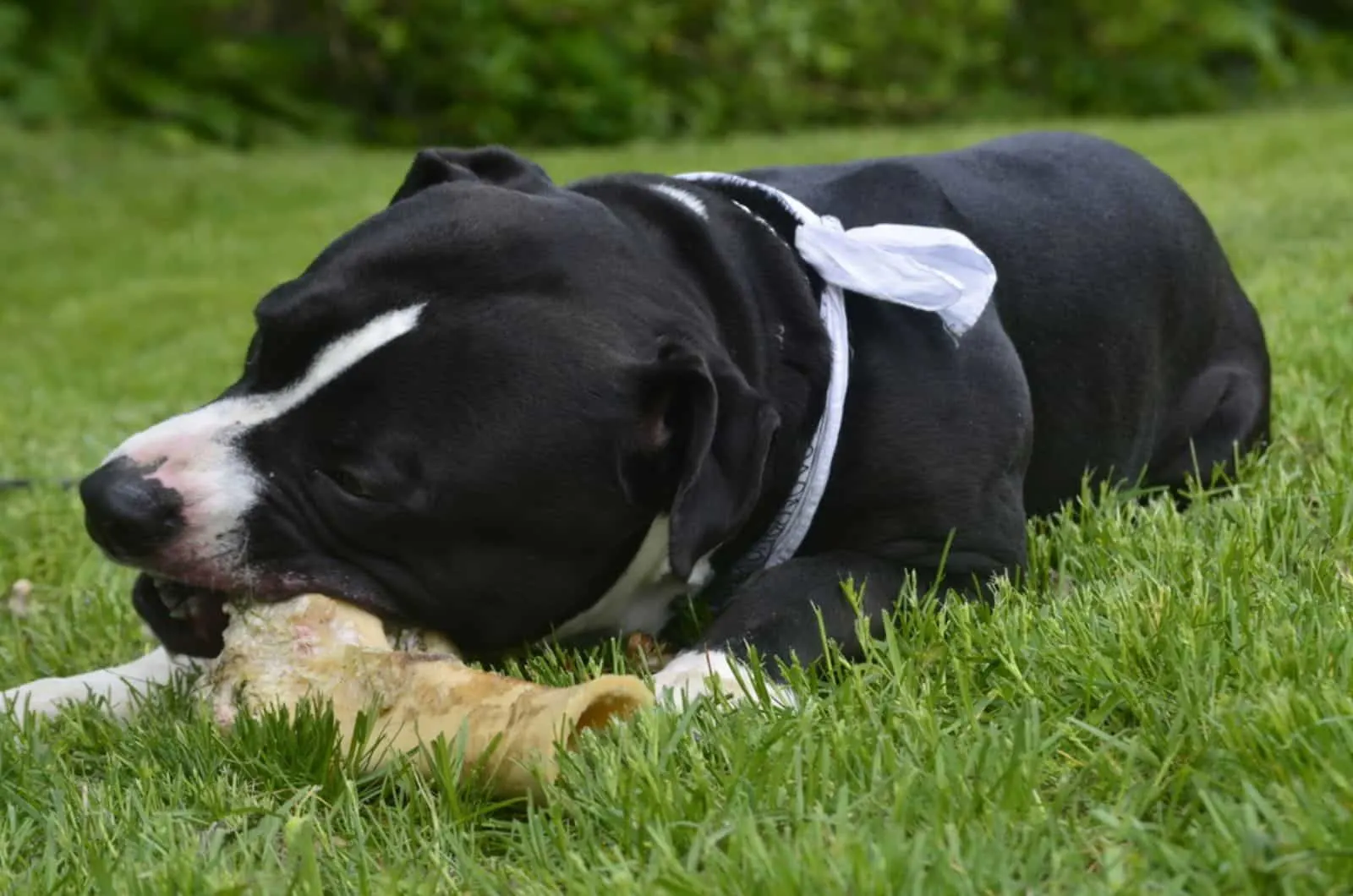 pit bull terrier chewing on a bone in the yard