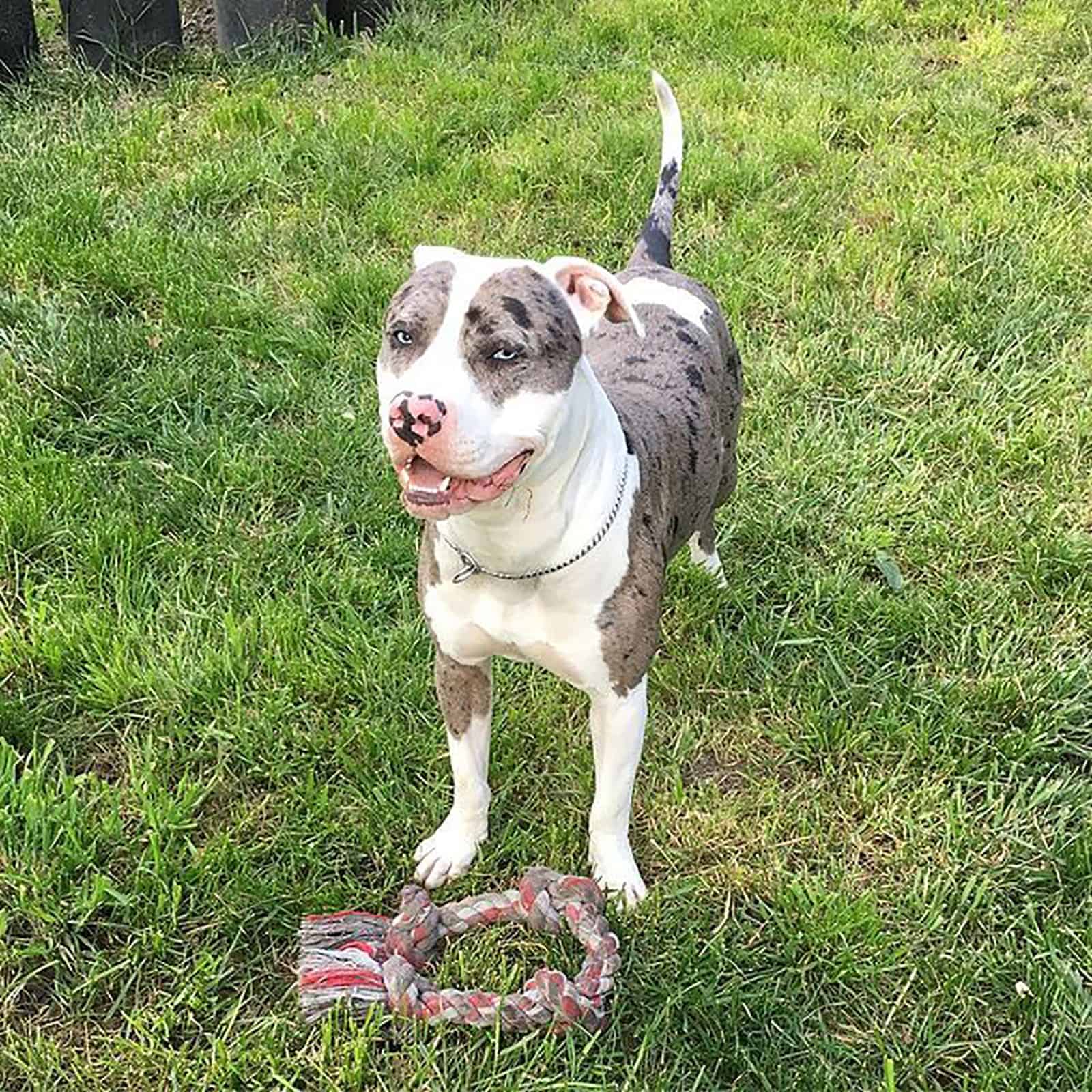 pitbull australian shepherd playing with a toy 