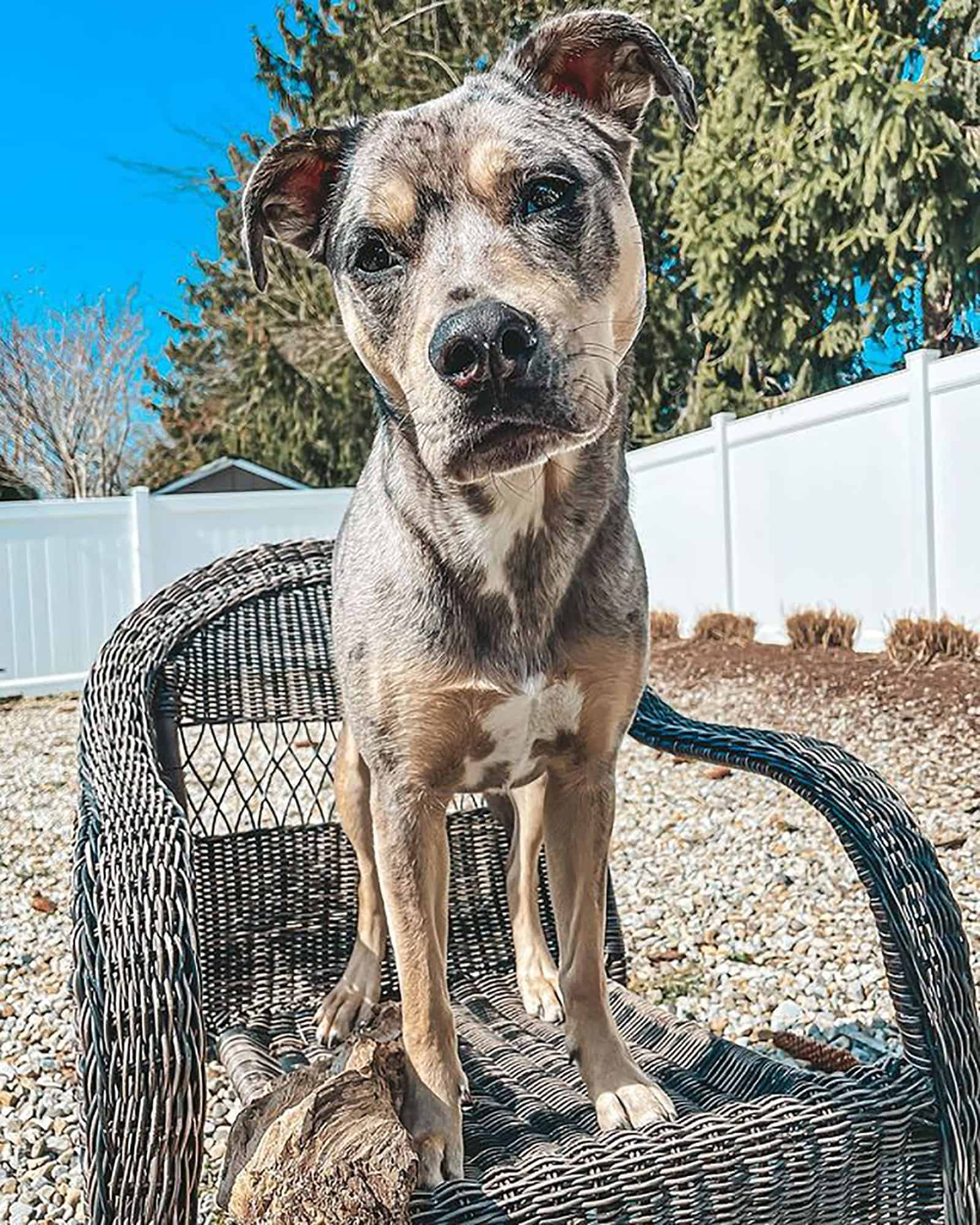 pitbull australian shepherd dog sitting on the chair in the garden