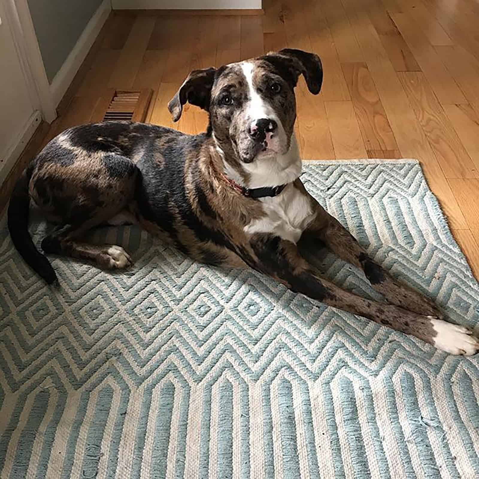 pitbull australian shepherd dog lying on the carpet