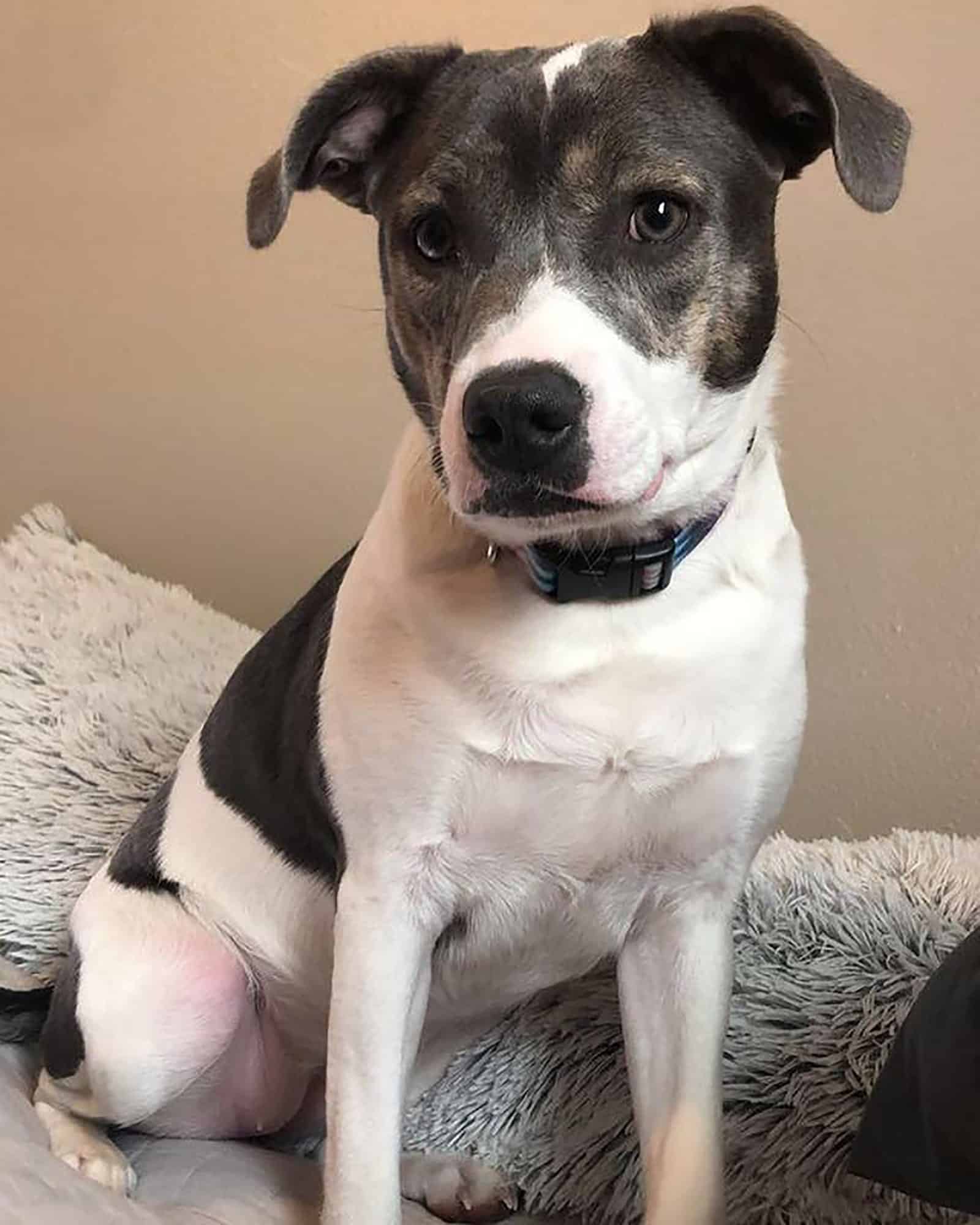 pitbull australian shepherd mix sitting on the couch