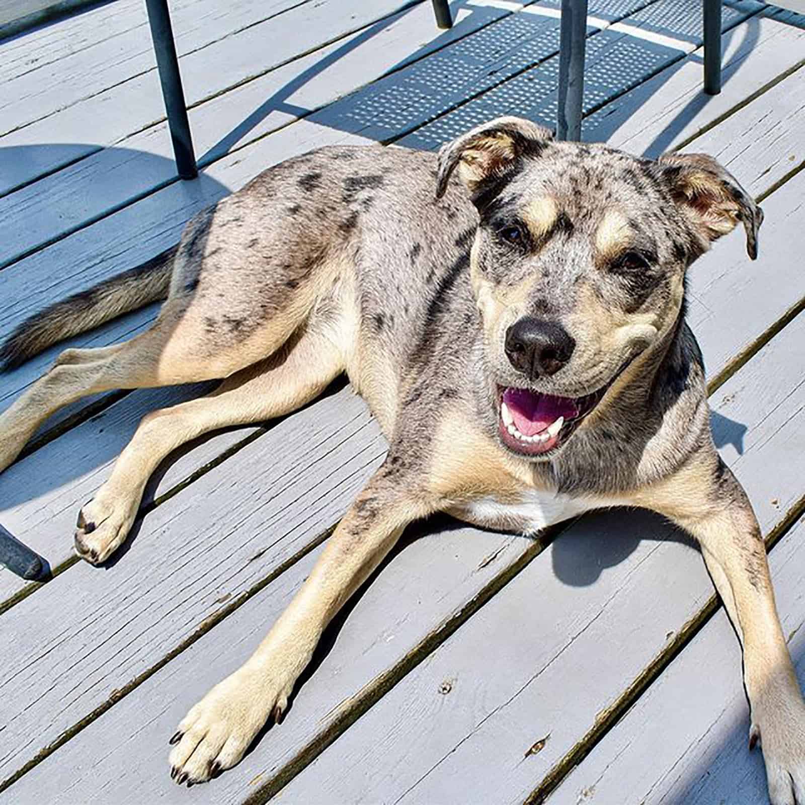 pitbull australian shepherd mix resting on the porch