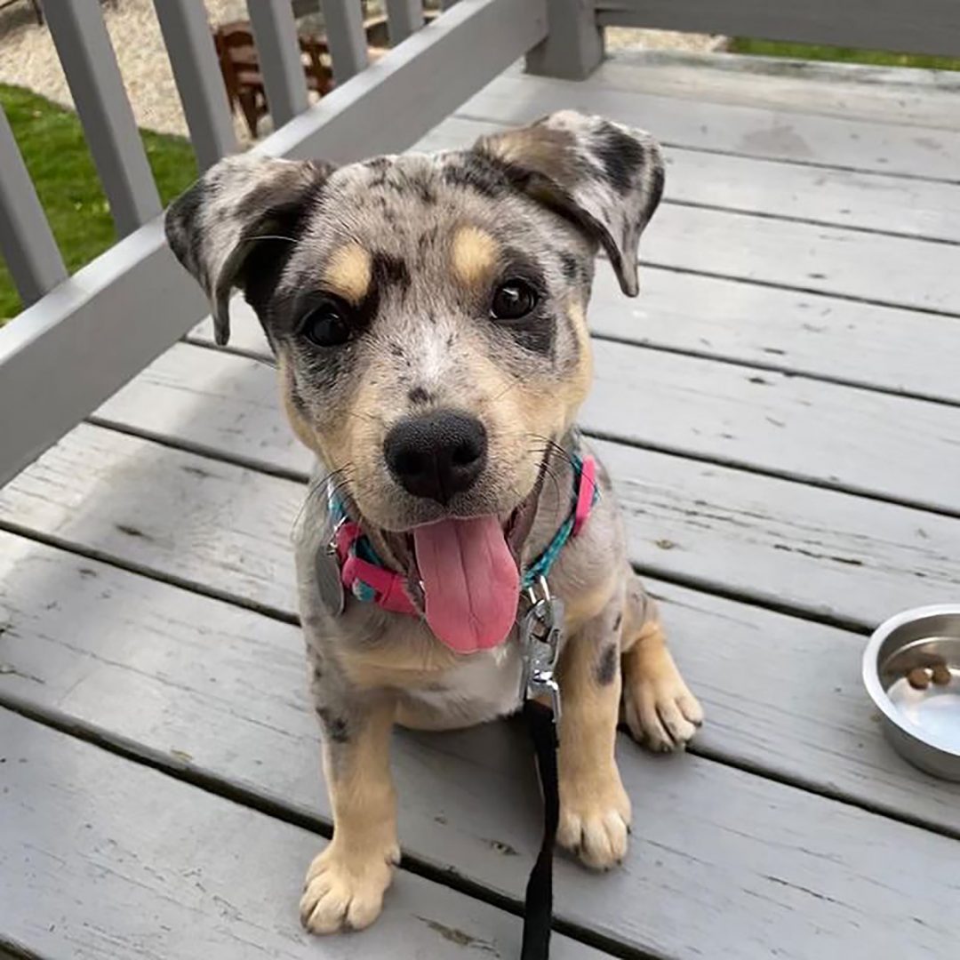 Pitbull Australian Shepherd Mix Meeting Your New Buddy