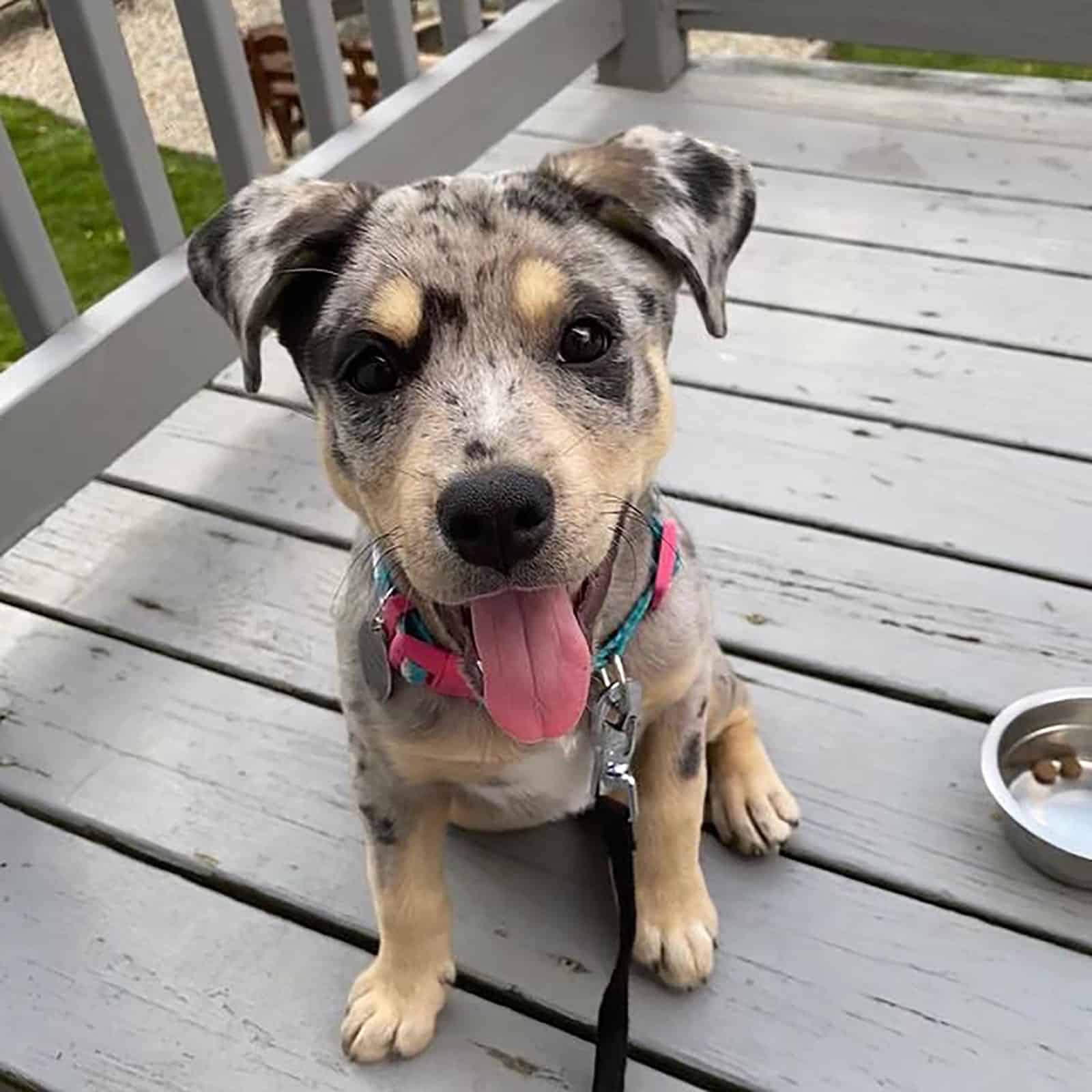 pitbull australian shepherd puppy sitting on the porch