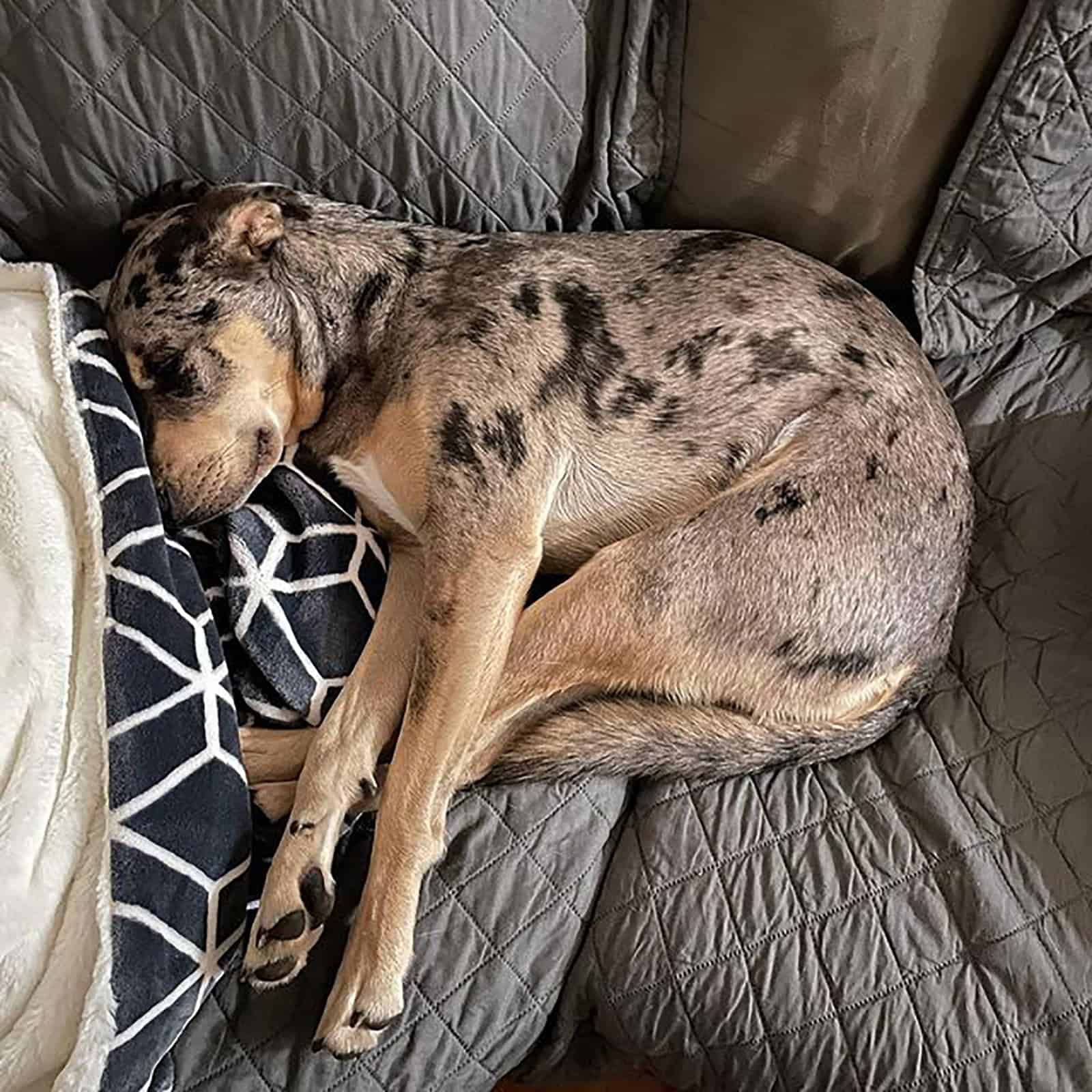 pitbull australian shepherd sleeping on the couch