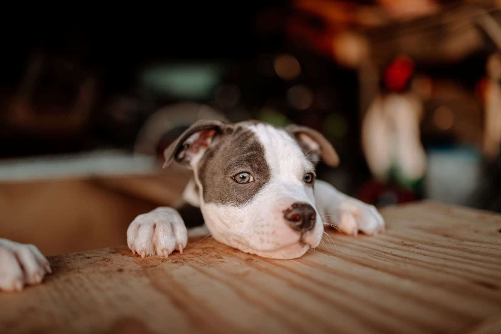 pitbull puppy