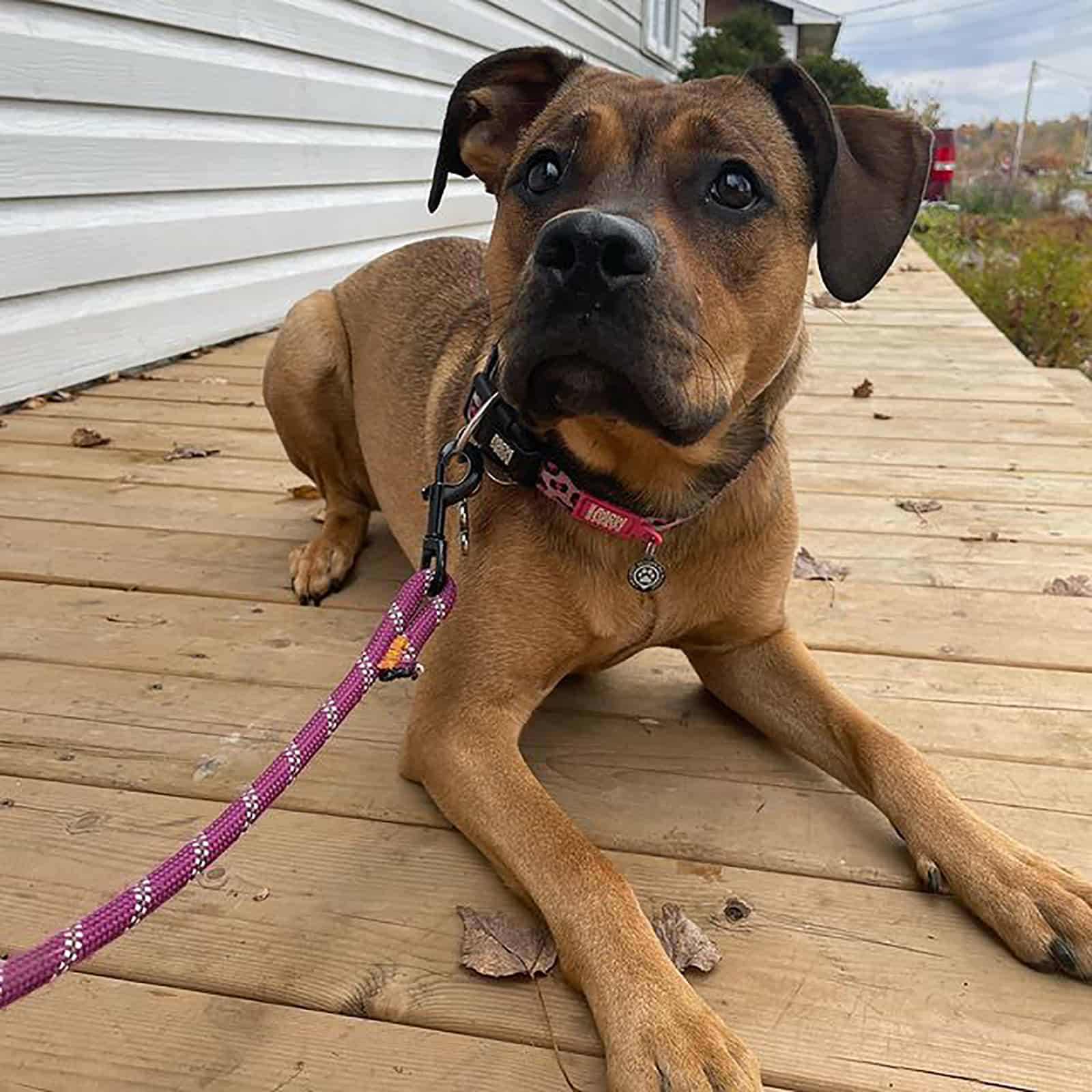 pitweiler dog lying outdoors