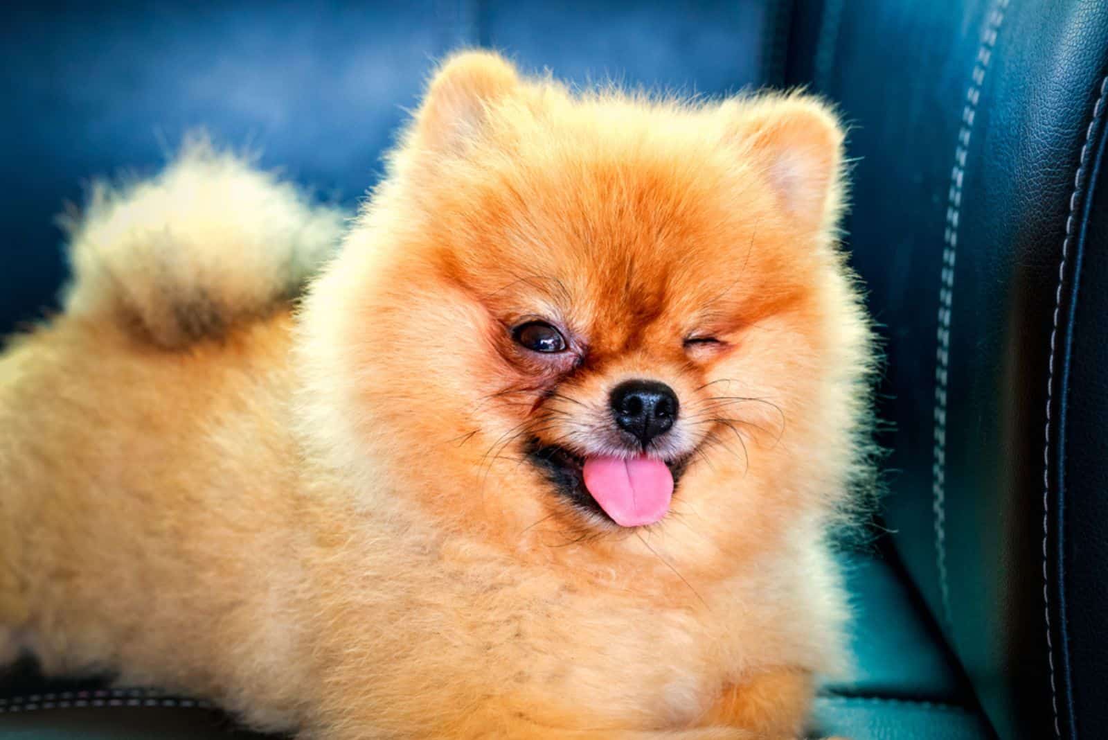 pomeranian dog laying down on leather sofa with one eye winking