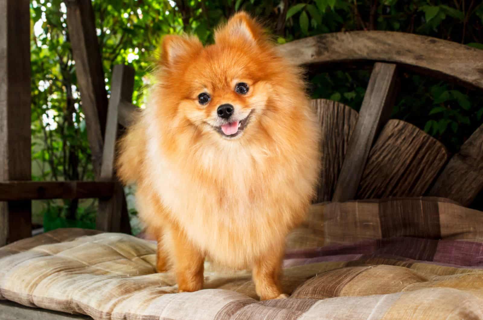 pomeranian