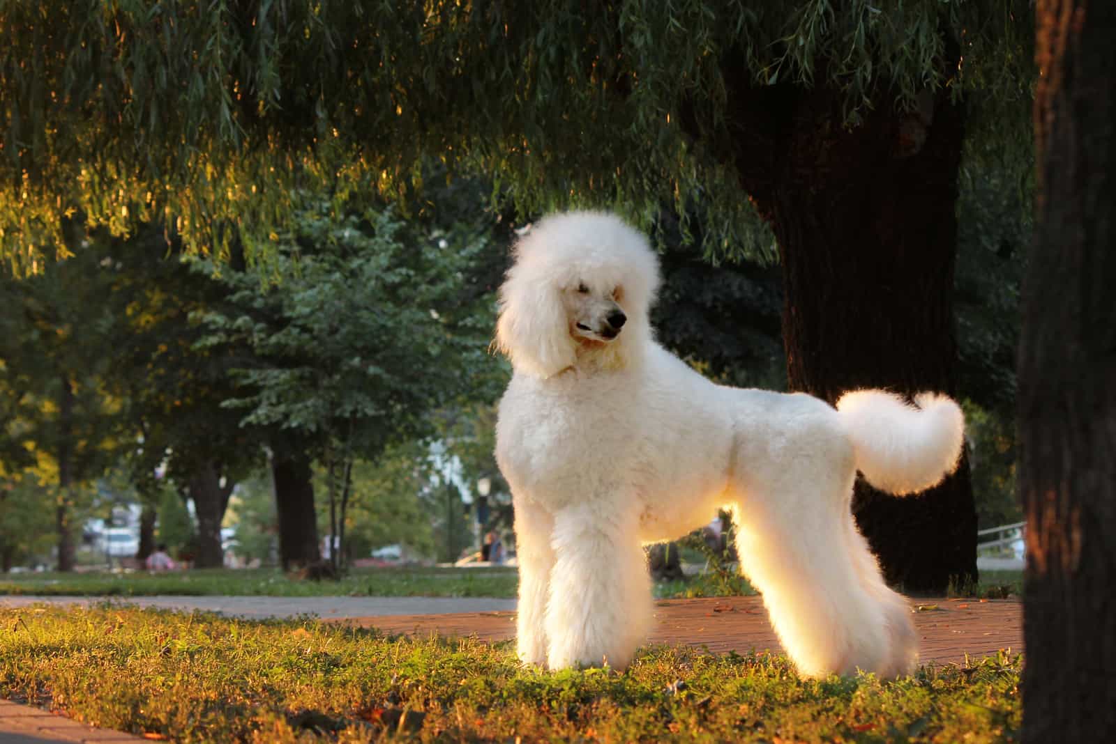 poodle with Royal Dutch Cut poodle