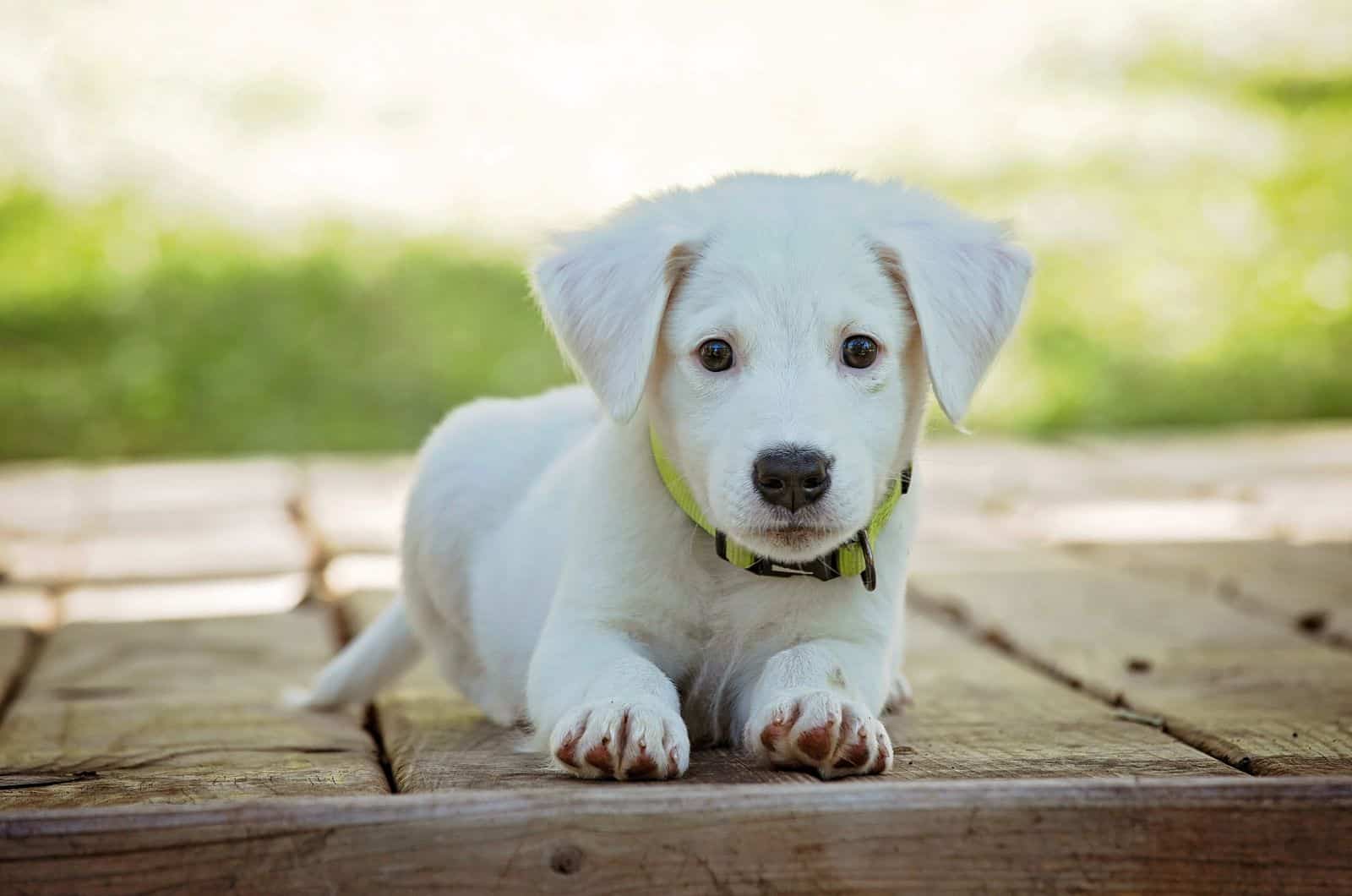 portrait of white cute puppy laying on his stomach