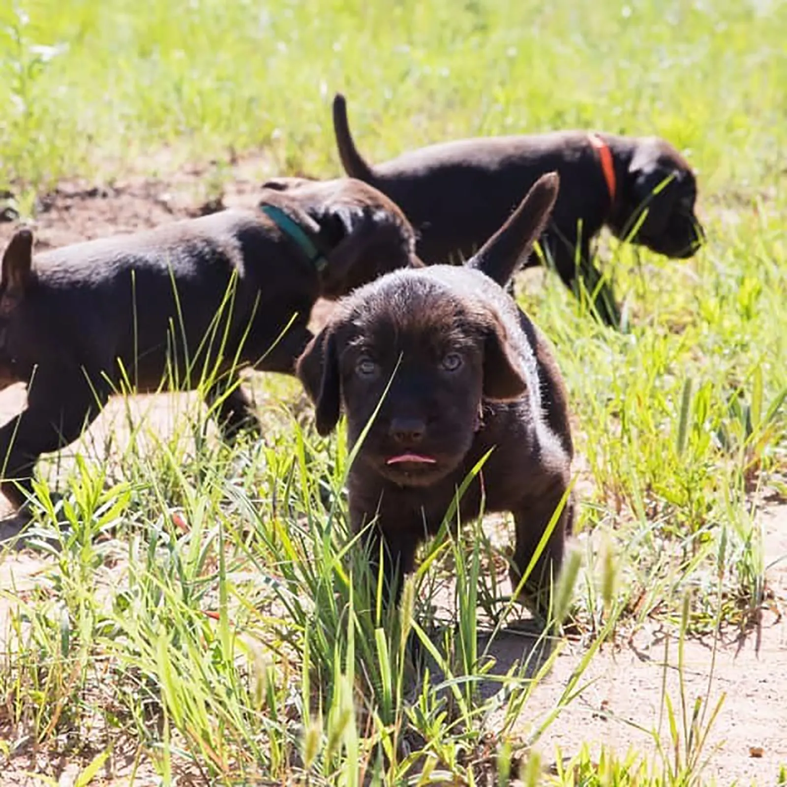 pudelpointer puppies in the field