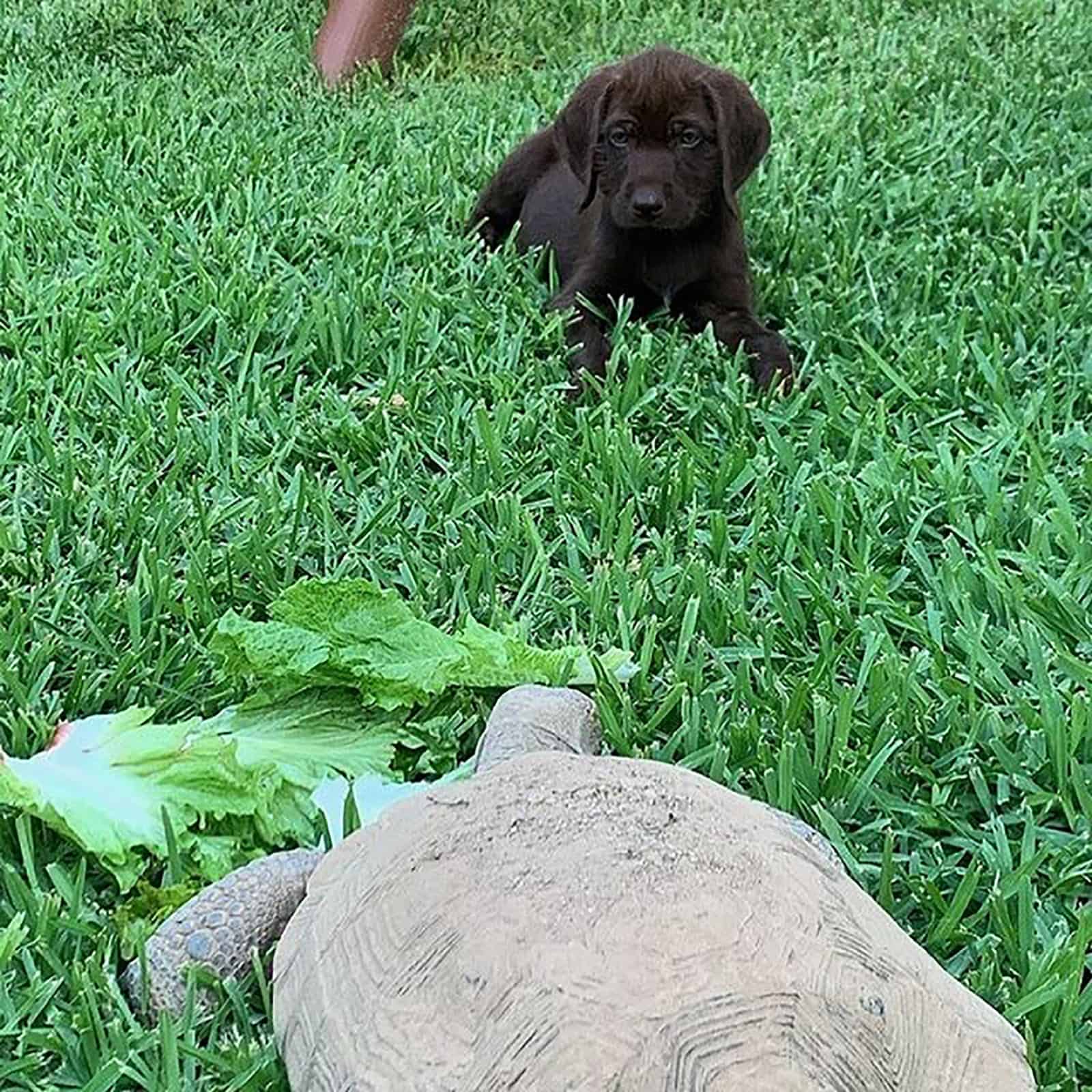 pudelpointer puppy and turtle in the garden