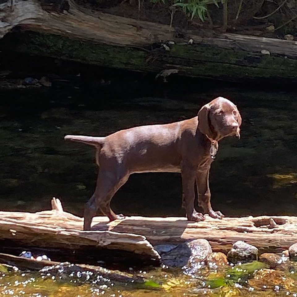 10 Best Pudelpointer Breeders In The United States