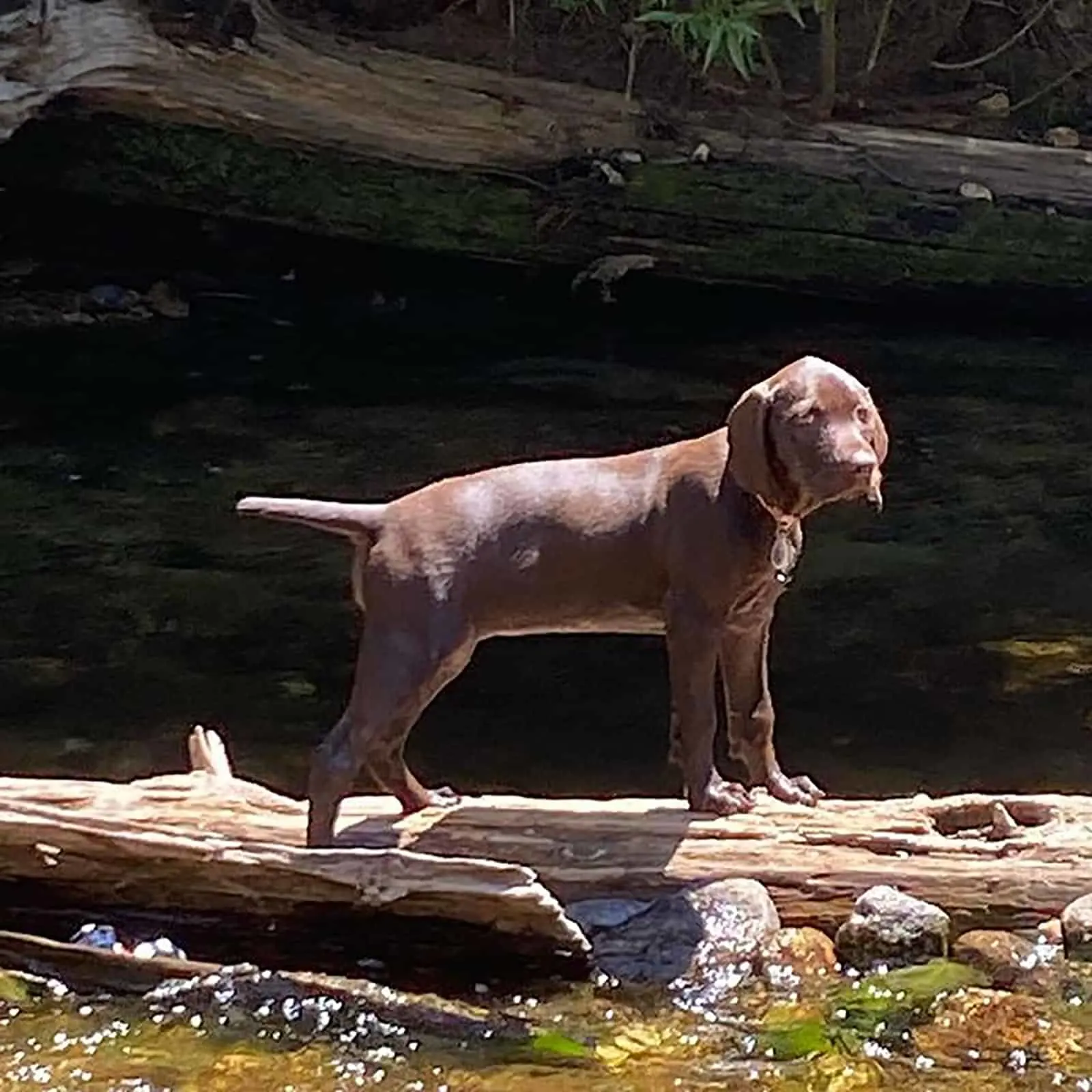 pudelpointer puppy standing on a trunk in the river