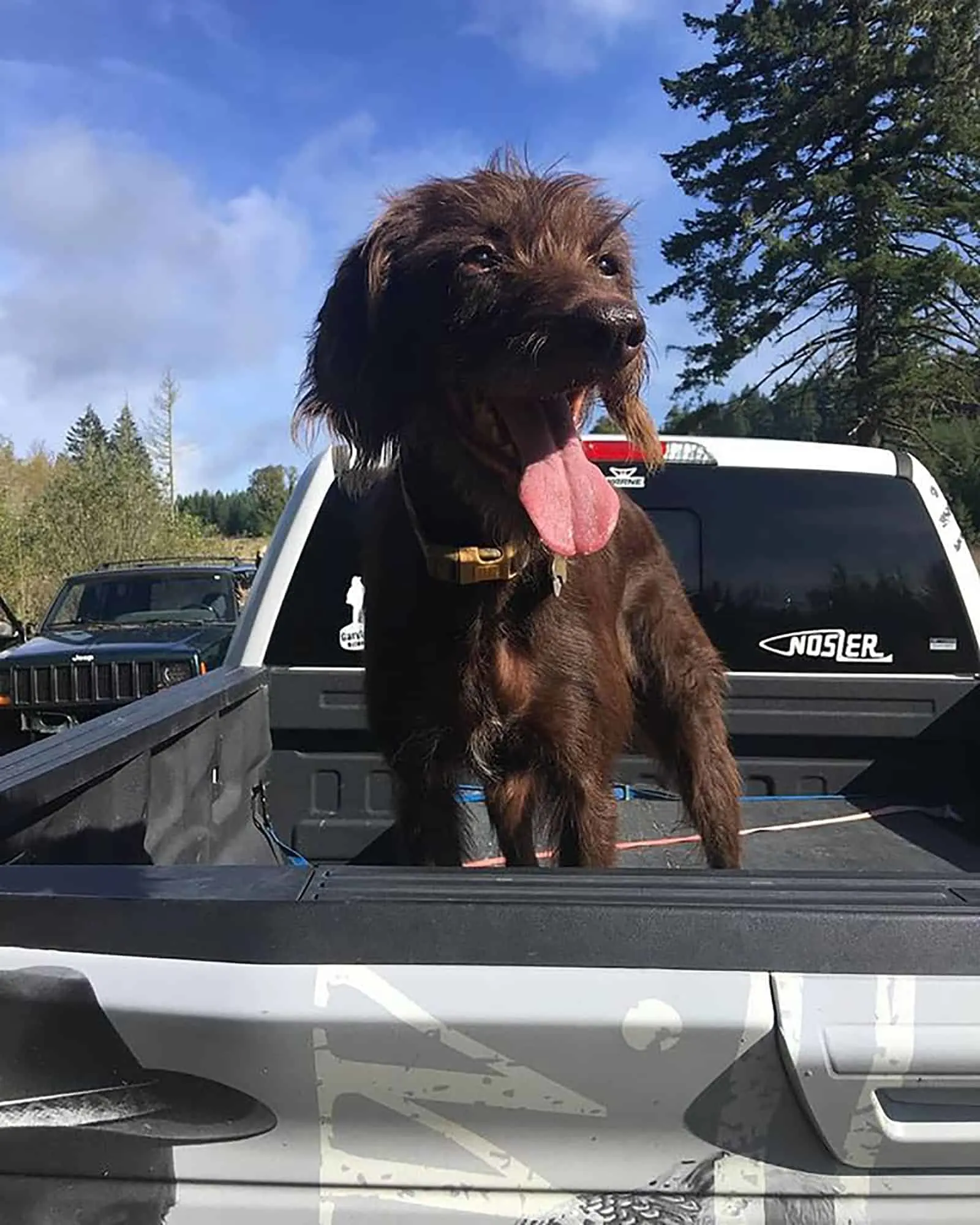 pudelpointer puppy with his tongue out standing in the trunk