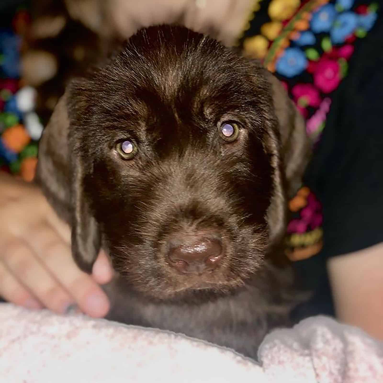 pudelpointer puppy looking into camera