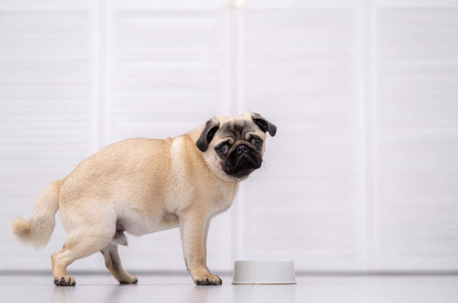 pug dog standing beside bowl