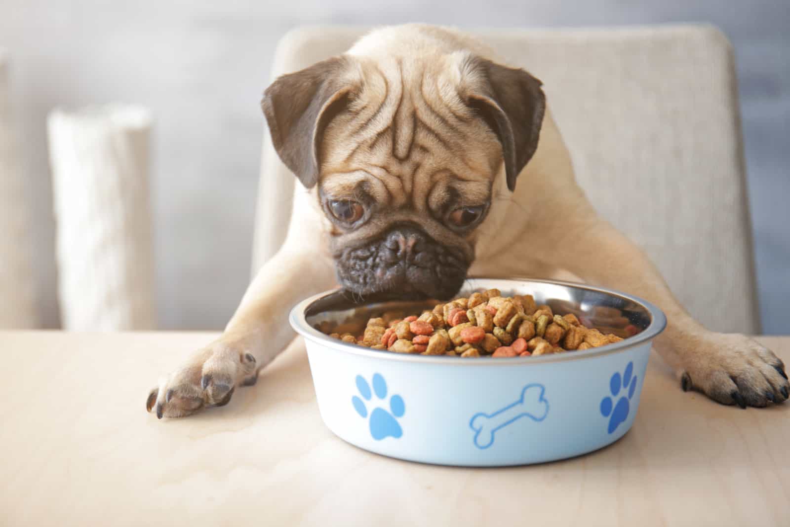 pug eating food from a bowl